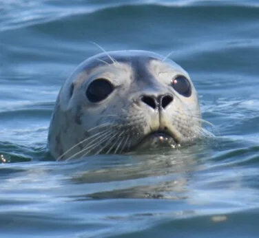 Harbor seal- Casco Bay, Maine