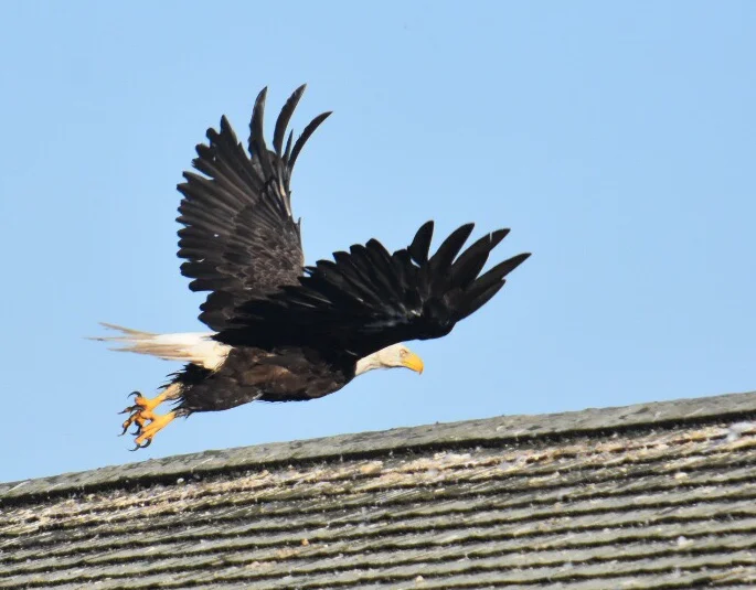 Bald eagle over Lubec, Maine