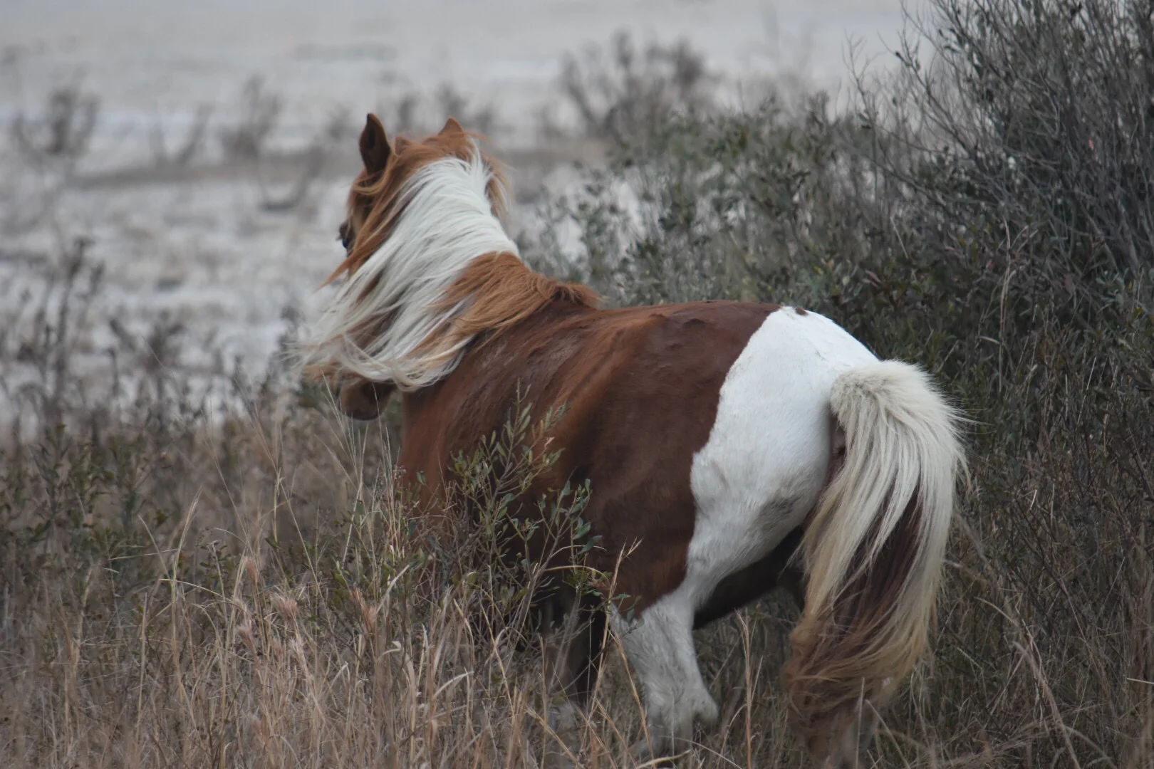 Wild pony - Assateague, MD