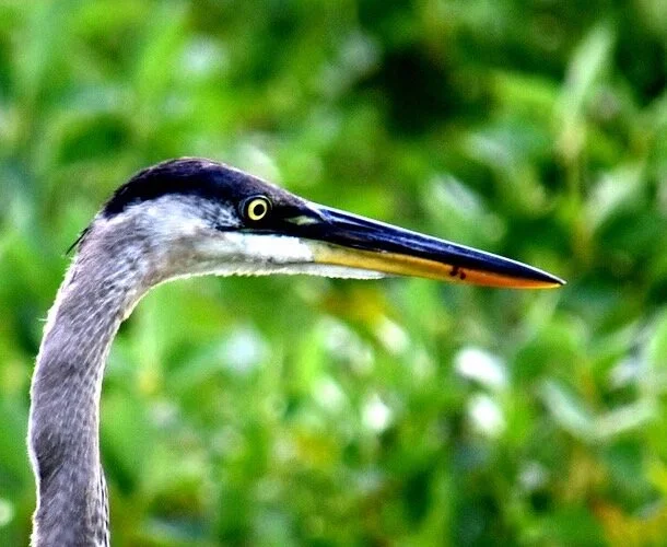 Great Blue Heron. NC.