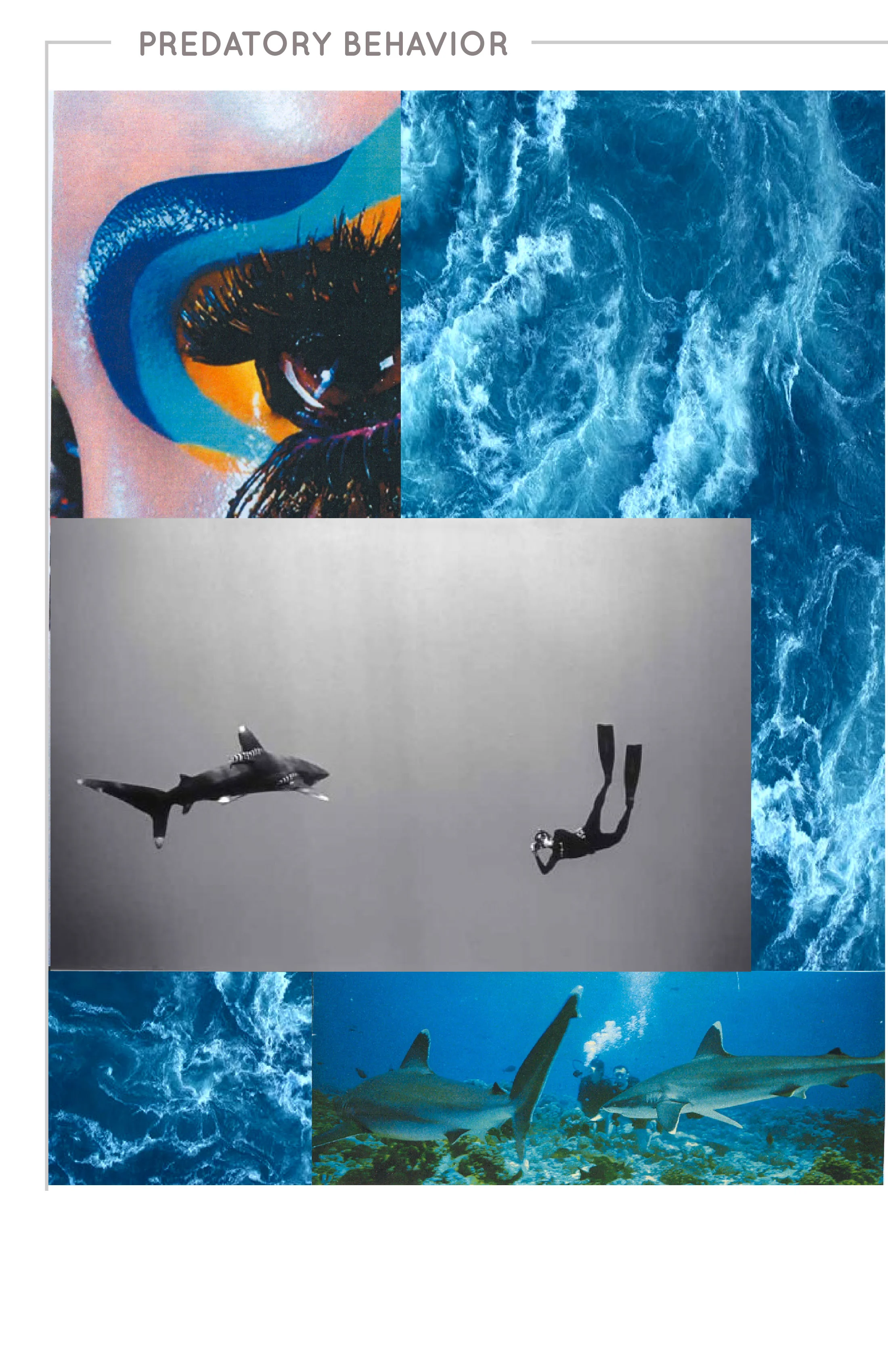 2. SHARK-01.jpg