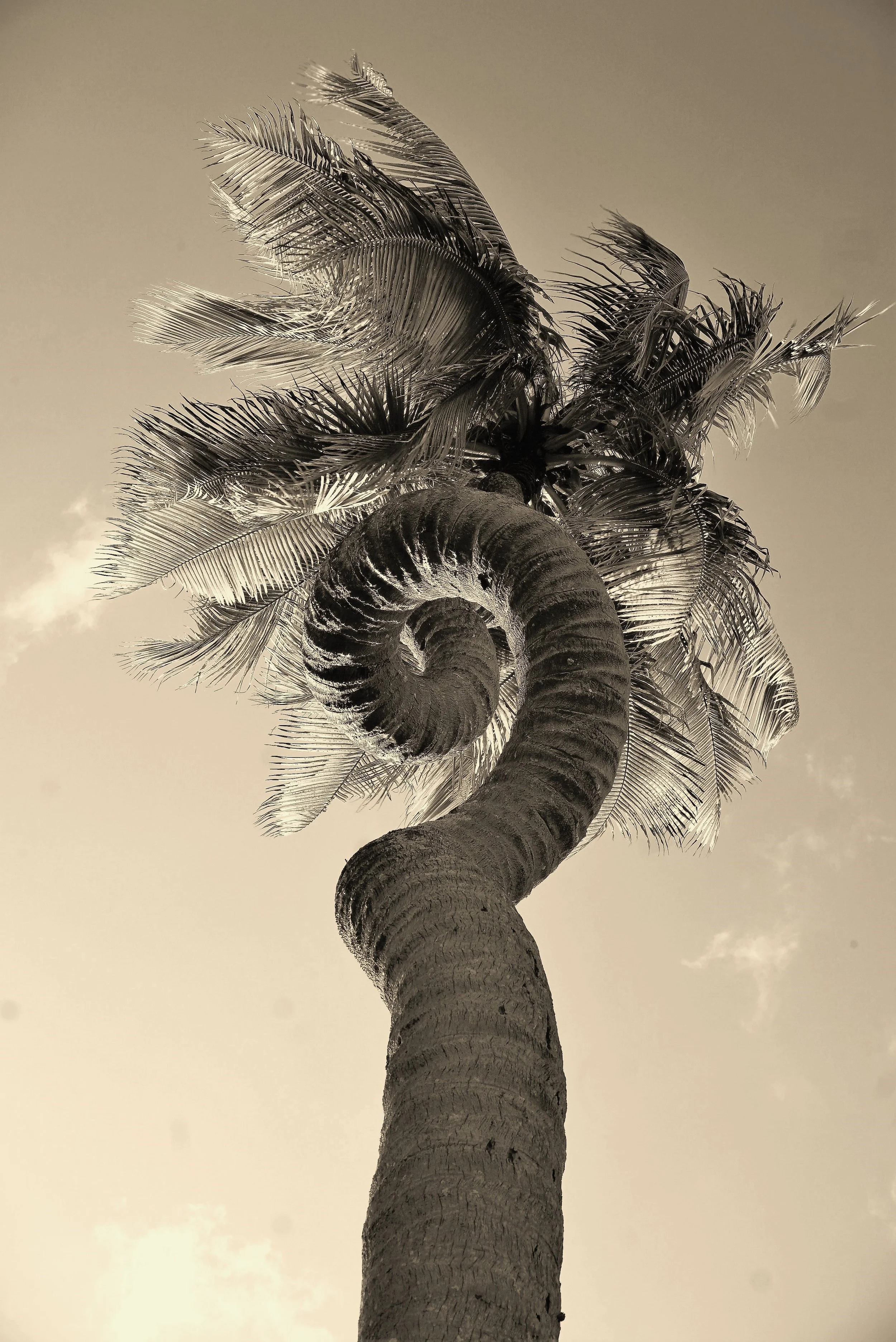 DSC04736 bw - carla hinds.JPG