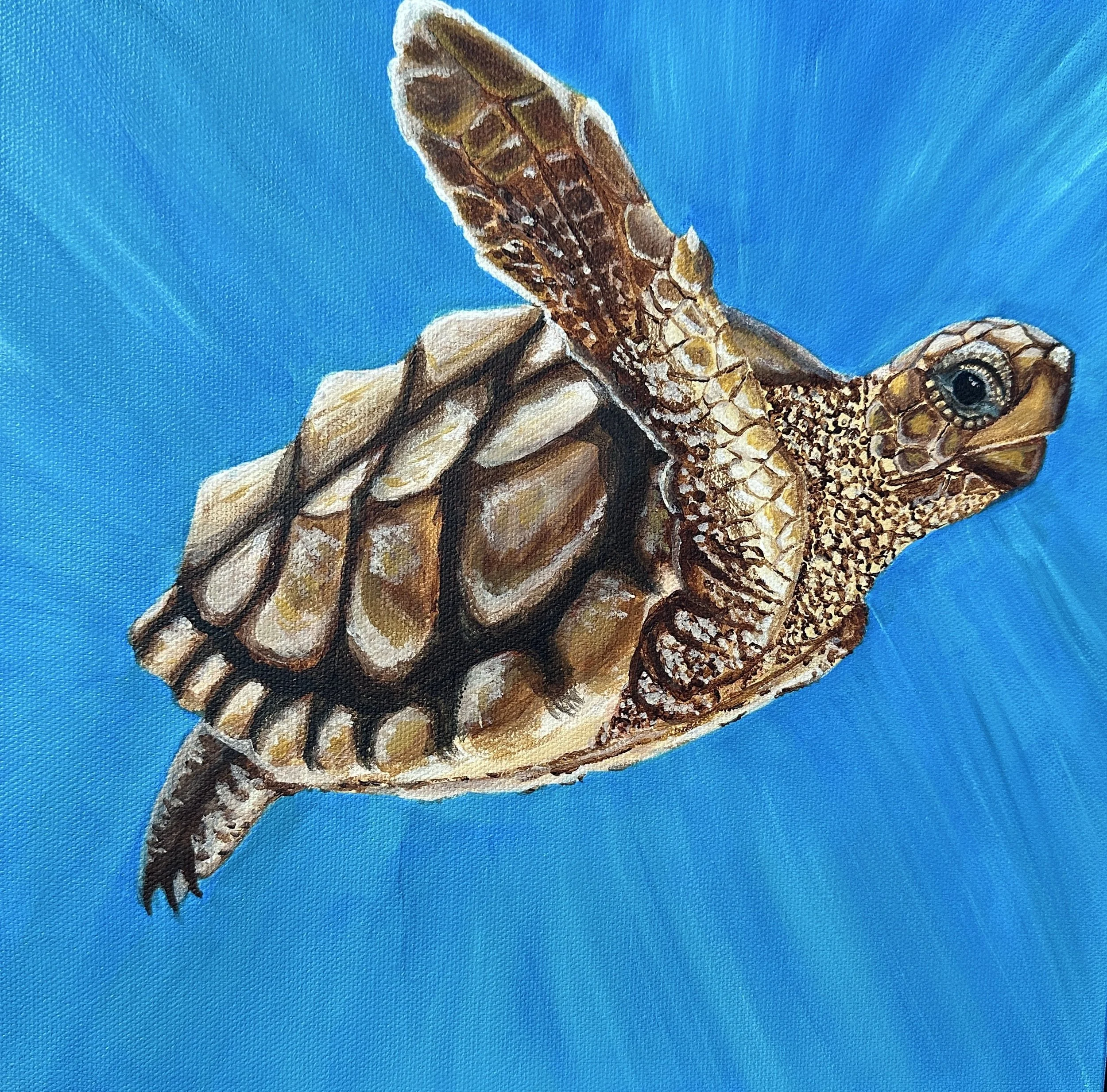 Turquoise Explorer - Shannon Munnelly.jpg