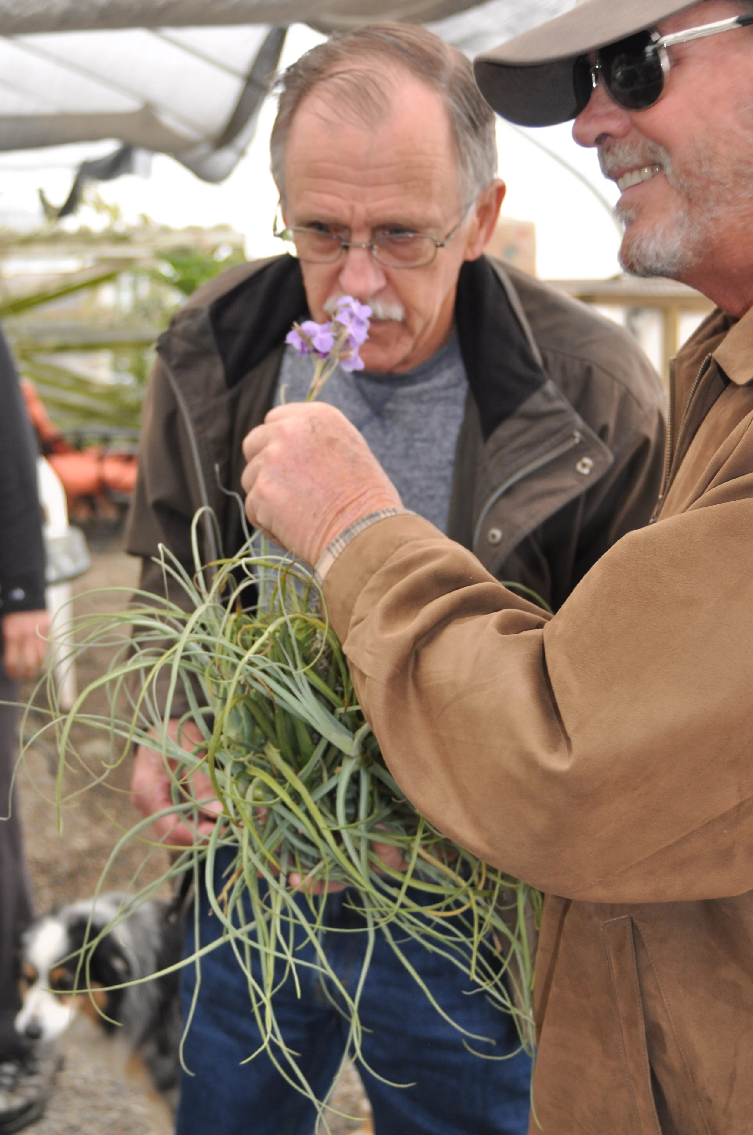  Chris Ehrler confirms some tillandsias do have a great fragrance, with the help of Clive Grey 