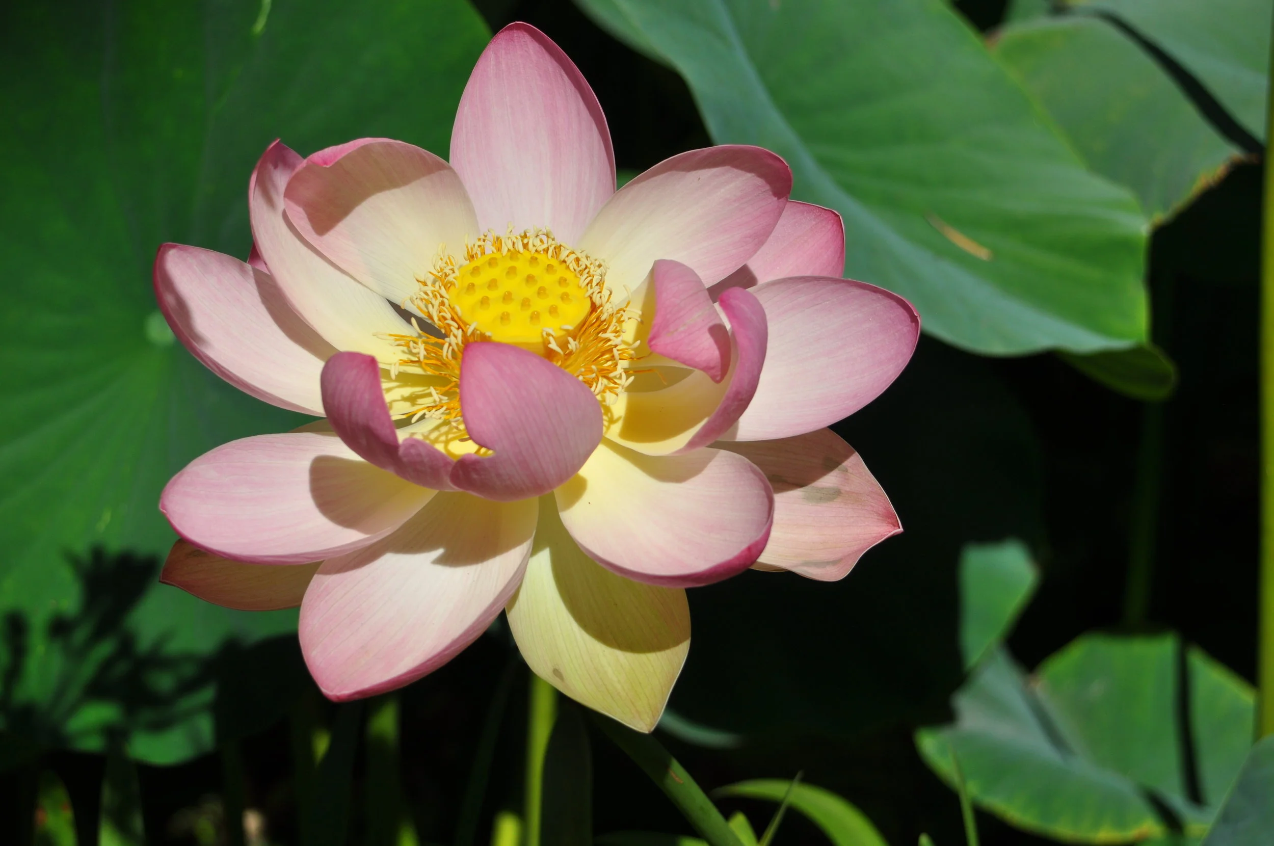  Lotusland, Santa Barbara - August 2019 