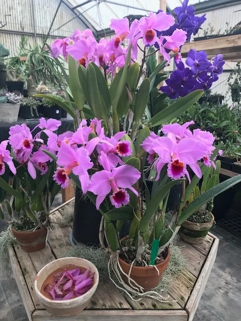 A visit to Ambriz Kingdom of Plants in January - Cattleya perciviliana blooming season with a Vanda in the back.