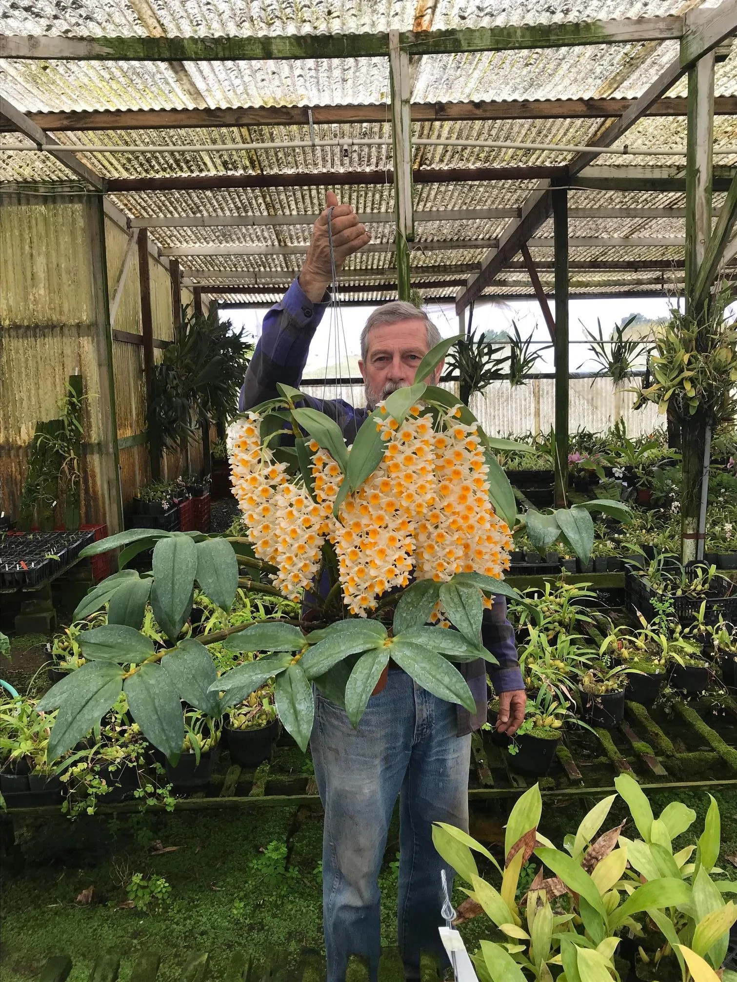  Dan Asbell of Asbell Orchids, Arroyo Grande with a great specimen of Dendrobium aggregatum.  
