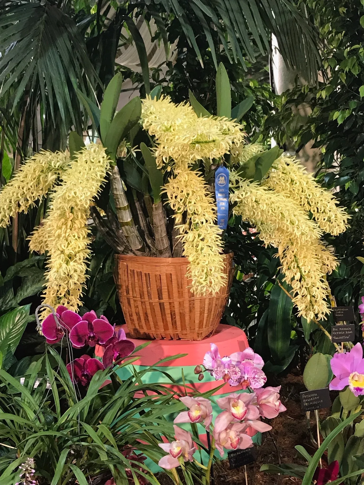 “Best of Show 2019” Santa Barbara International Orchid Show - grown and exhibited by our own Eric Holenda