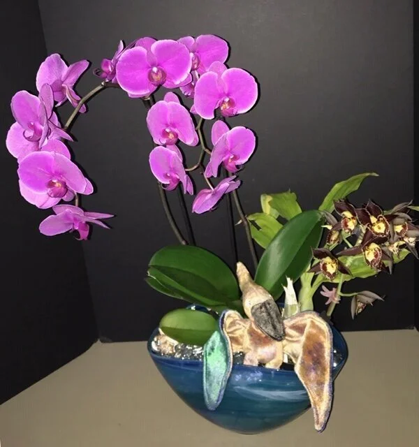 Pterodactyl orchid arrangement 