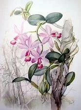 Orchids: Nature's Masterpiece March 5-29, 2020