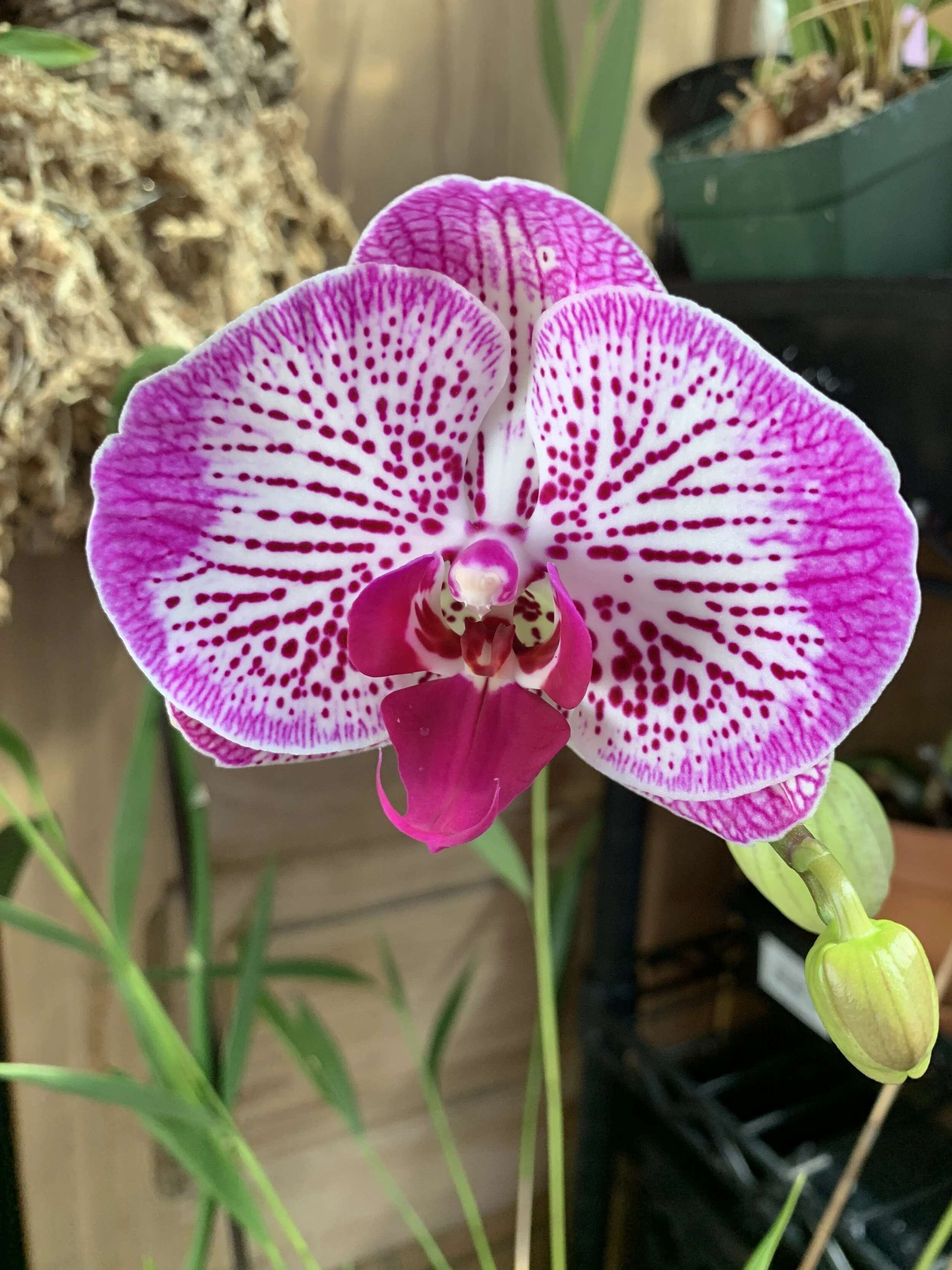 FCOS and Orchids on the Internet