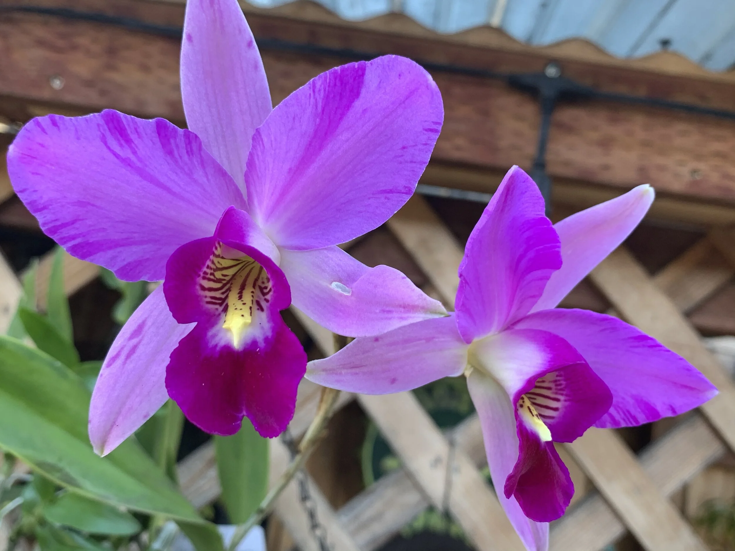 Holiday Orchid Social