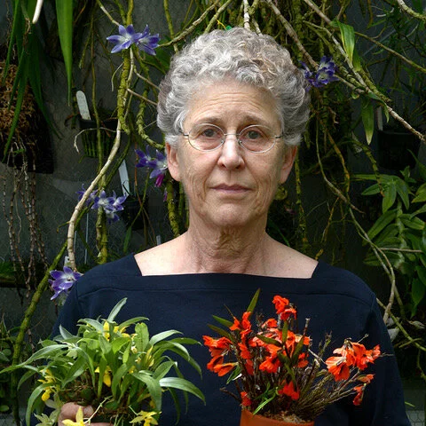 Miniature Orchids by Marni Turkel