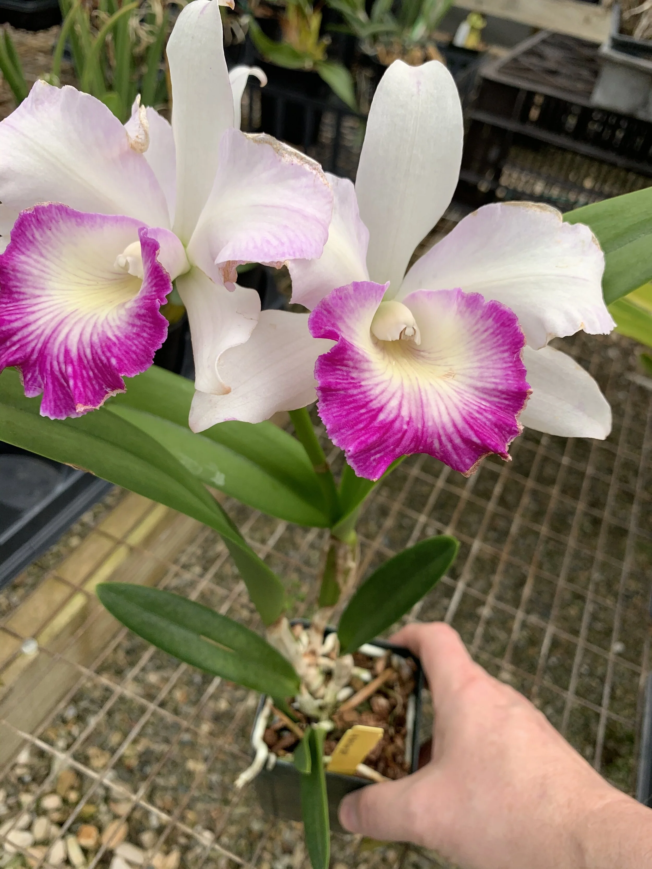FCOS Spring Orchid Auction