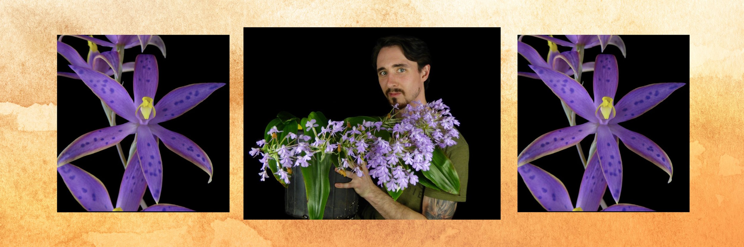 Habenaria: A Basic Overview of the Breeding of Species — FCOS.Org