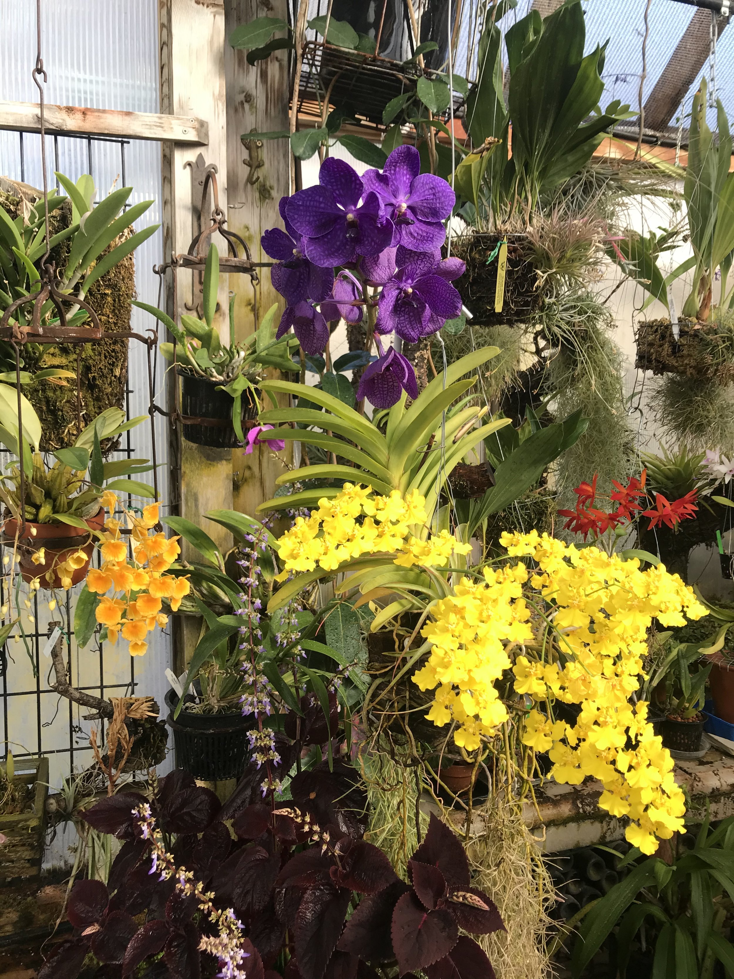 Finding Orchids for Your Growing Conditions -Ed Lysek