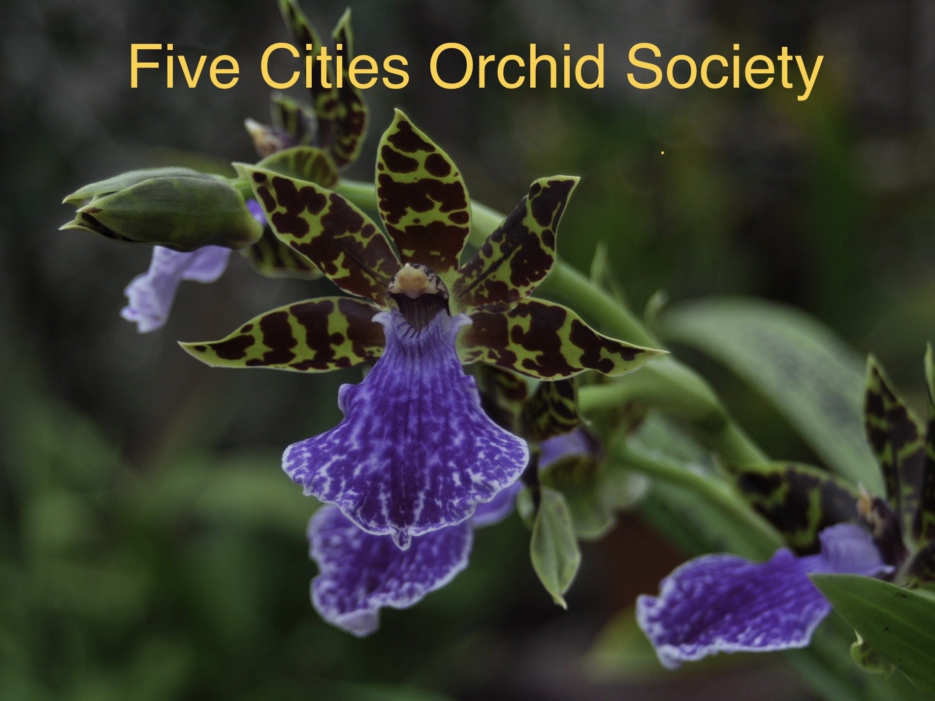 Zygopetalums - an in-person Saturday meeting