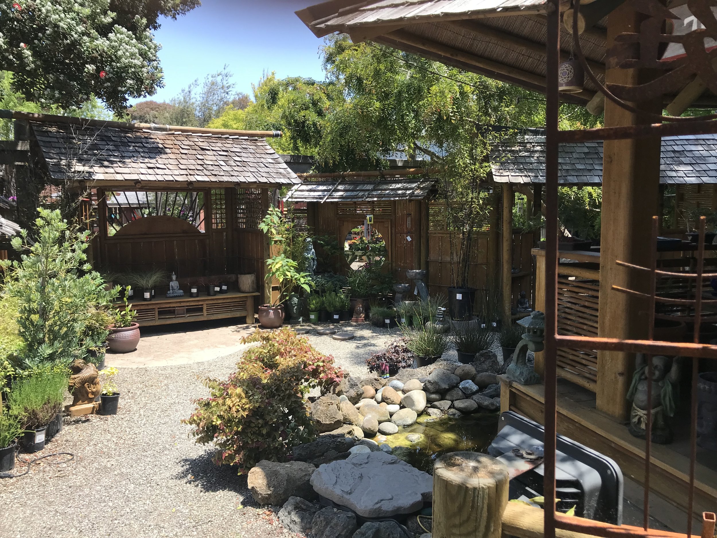 Cambria Nursery -Orchid basics