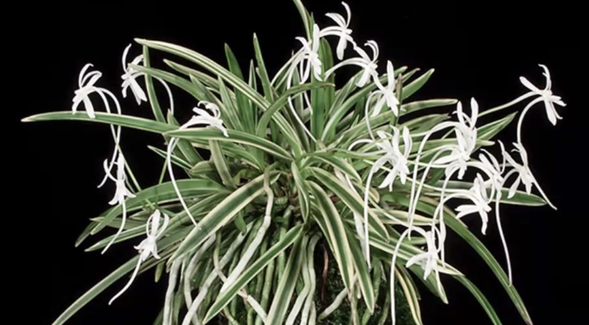 Neofenetia falcata and Sederia Japonica - Japanese orchids all FCOS members should grow