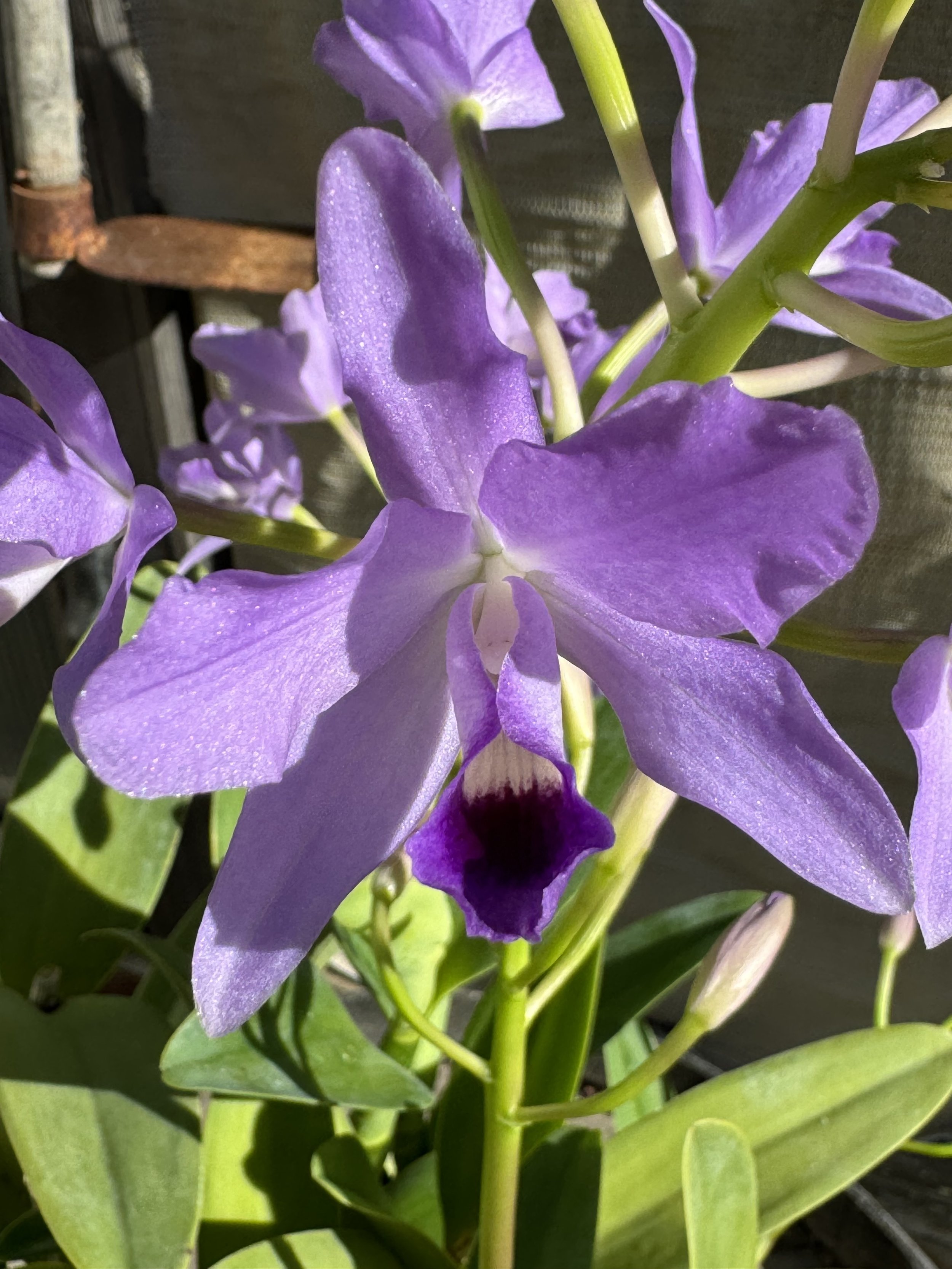 Mitch Schneider and the mystique of blue Cattleyas