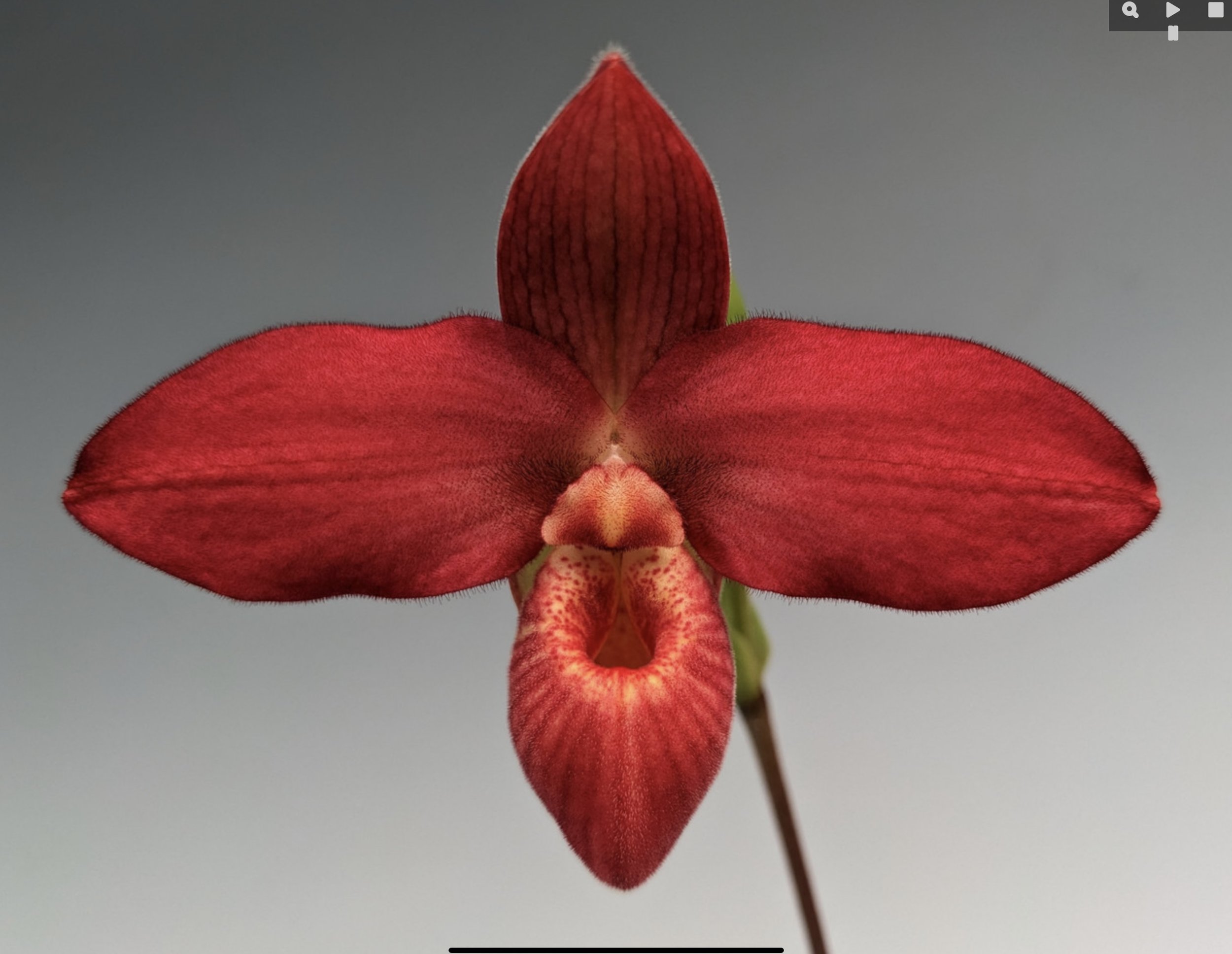 Jason Fischer and slipper orchids