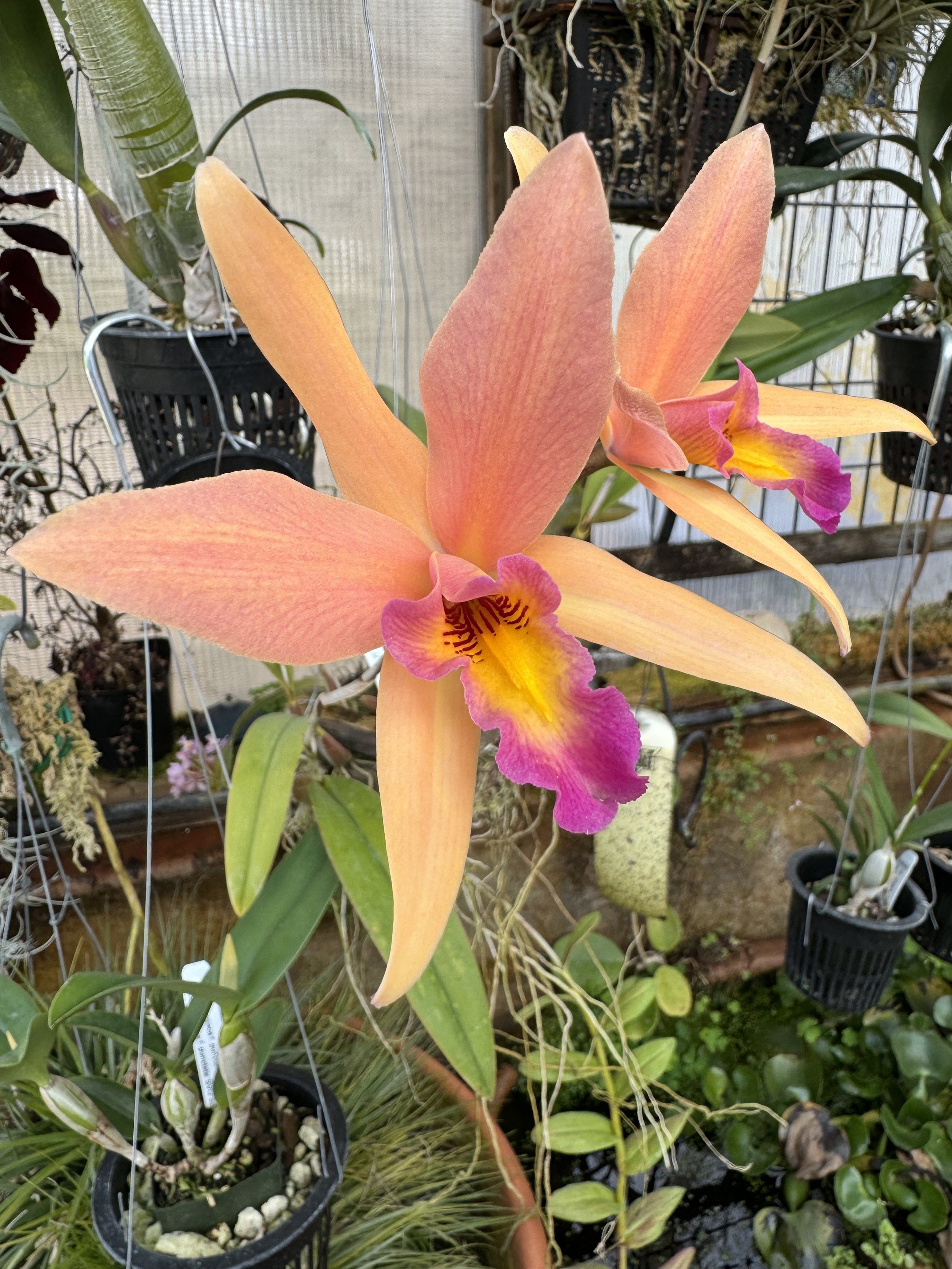 Laelia anceps an in-person Saturday talk by Tim Culbertson