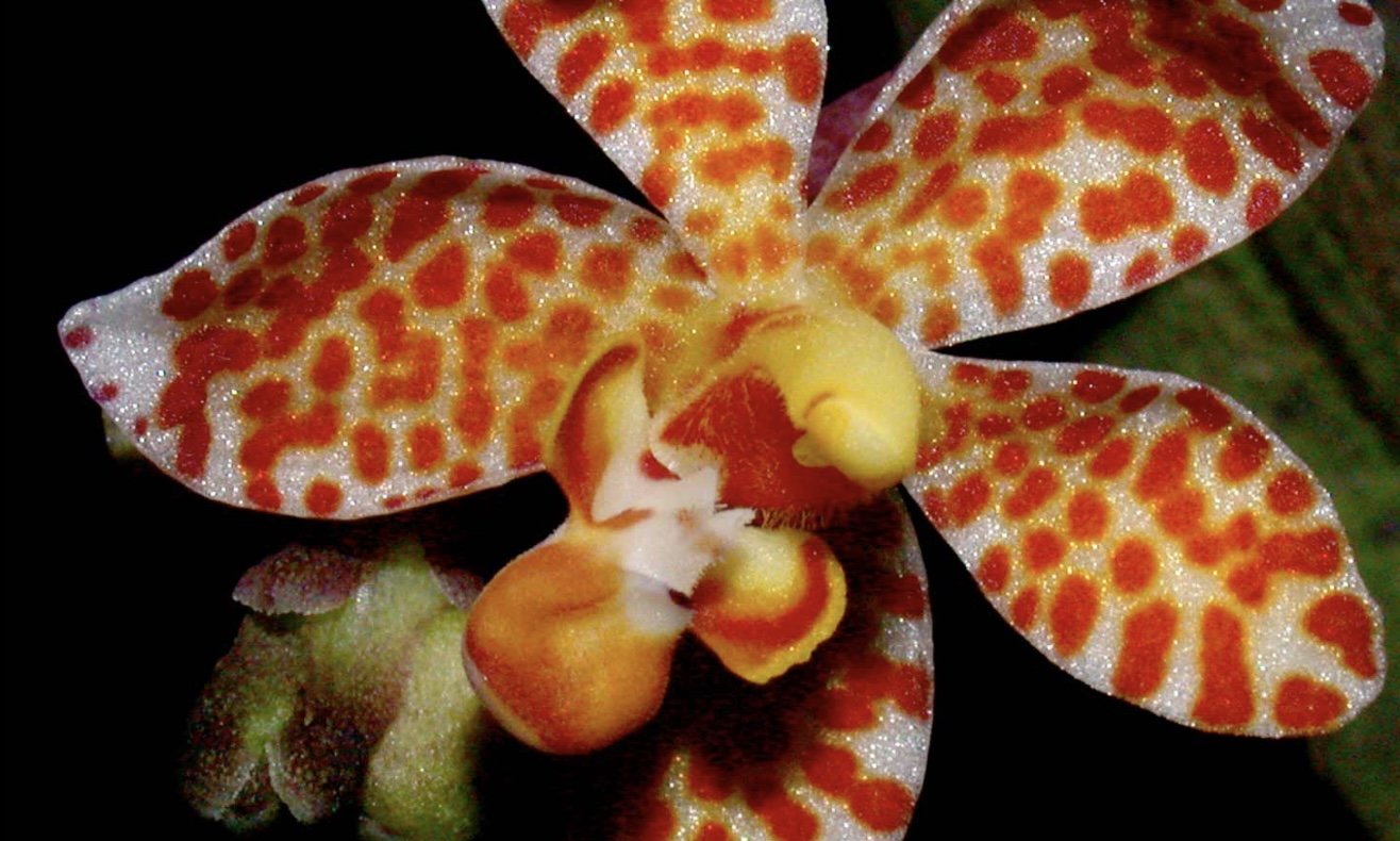 The Orchids of New Guinea