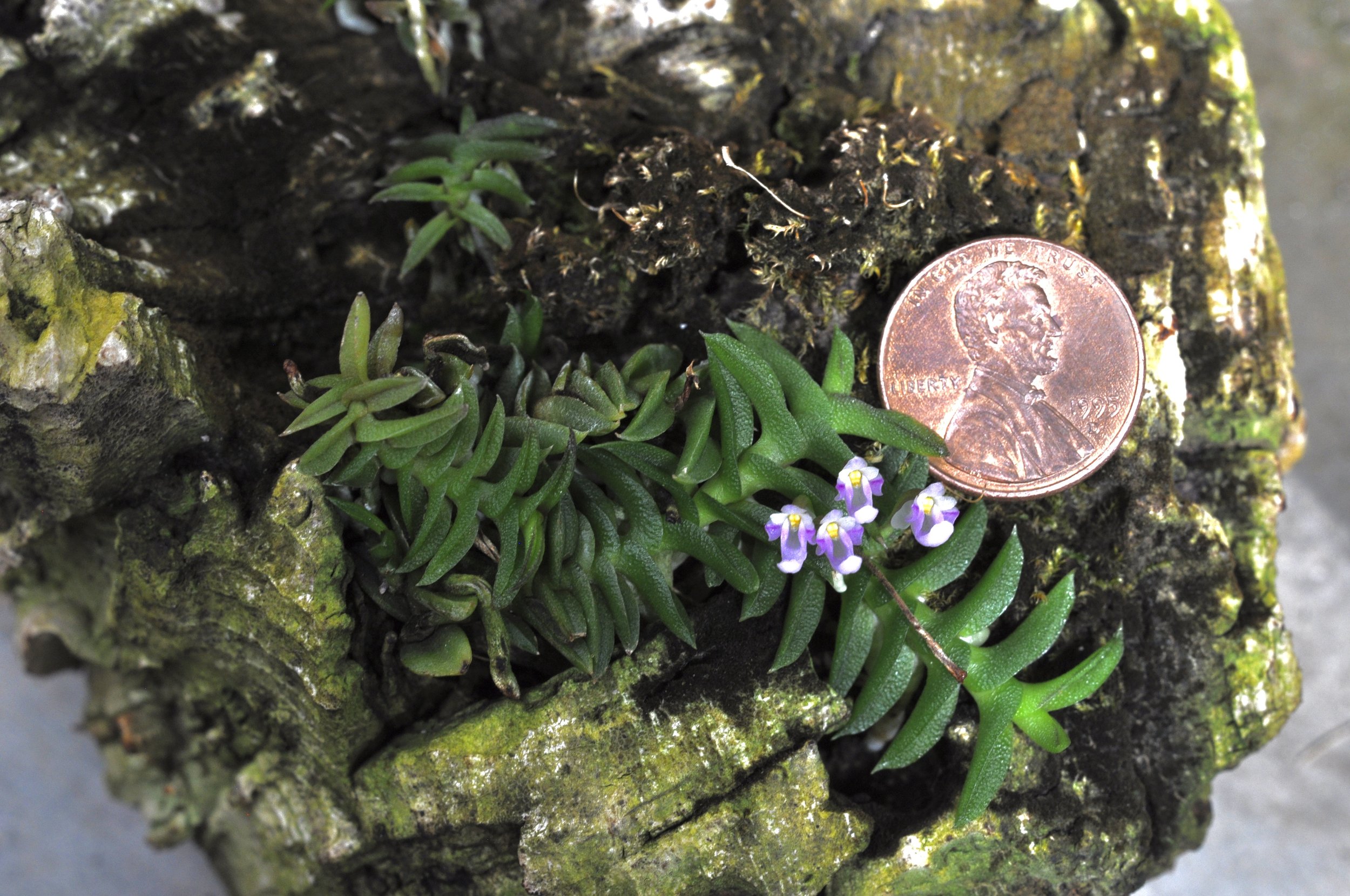 Miniature orchids by Peter Lin