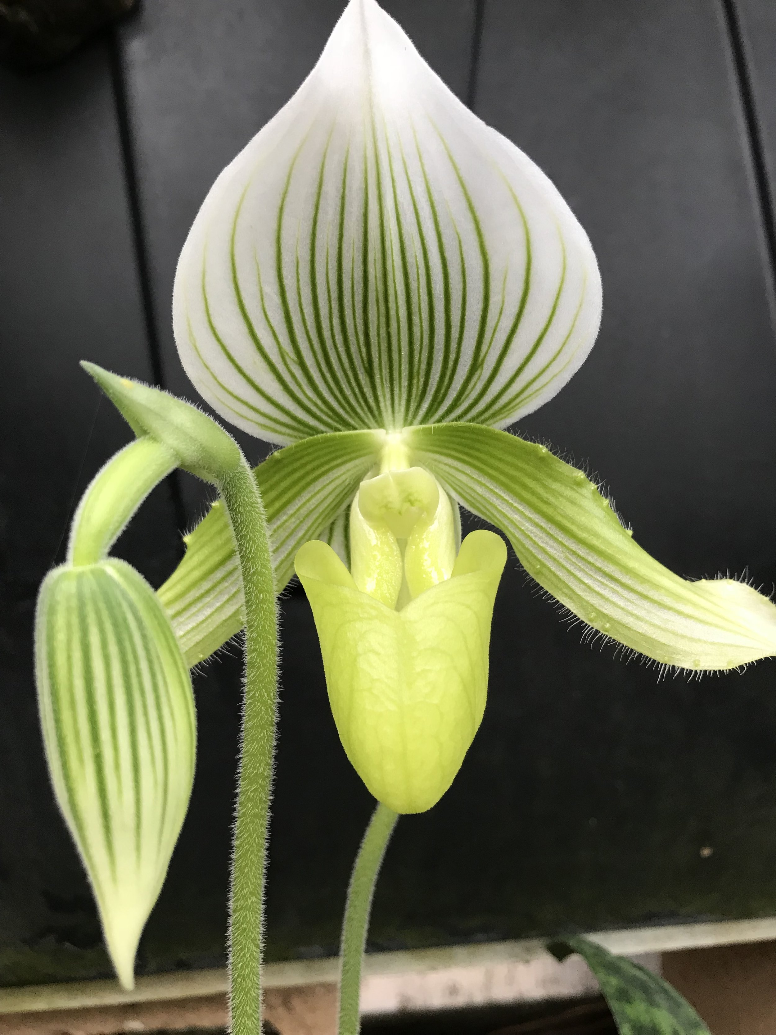 The Planted Parlour mini-orchid show