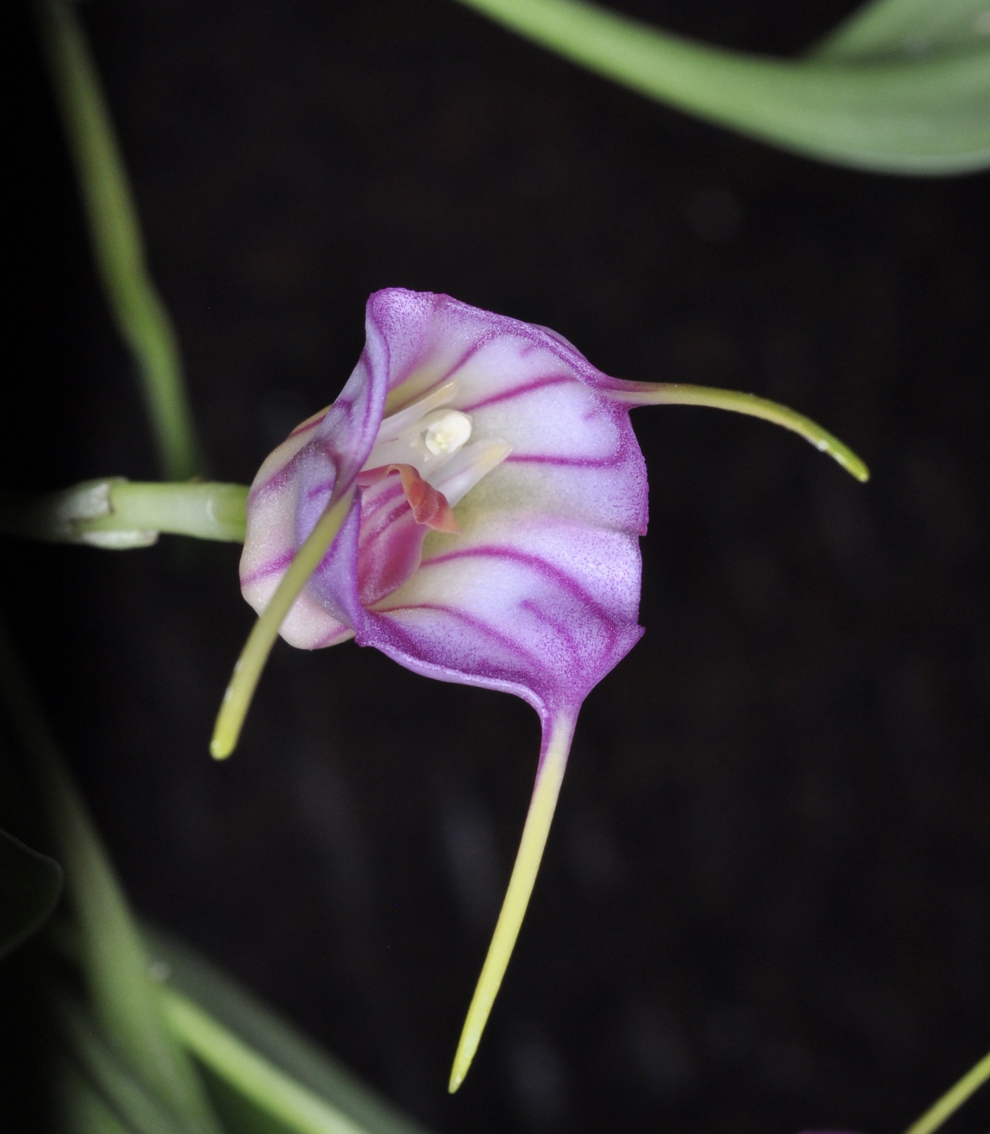 Masdevallias and Draculas: Not as Scary as You Think