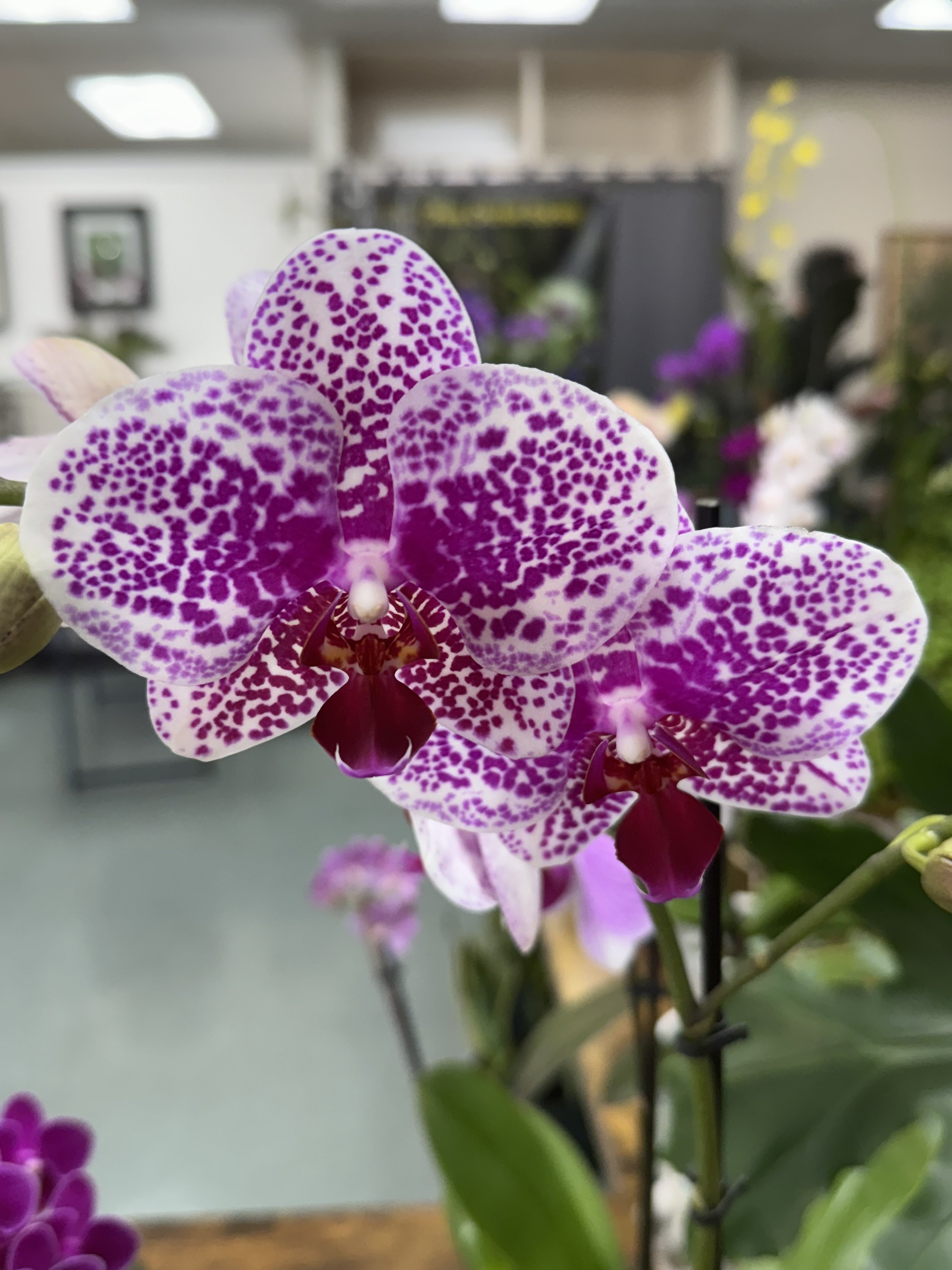 Orchid Talk - Morro Bay