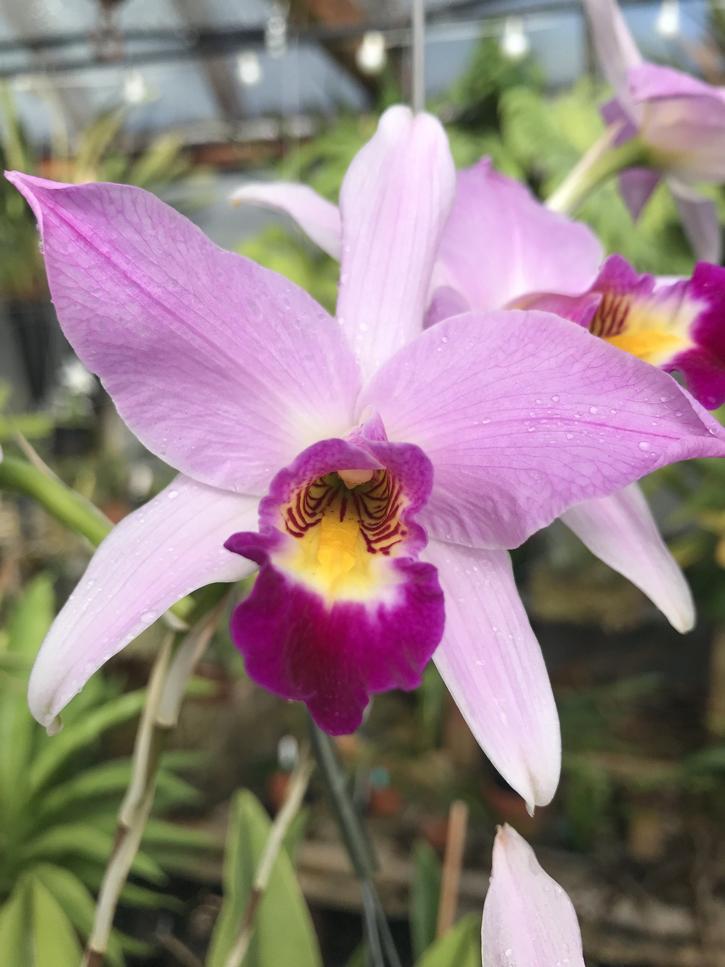 Nature’s Inspiration: The Beauty of Orchids” at studios on the Park, Paso Robles