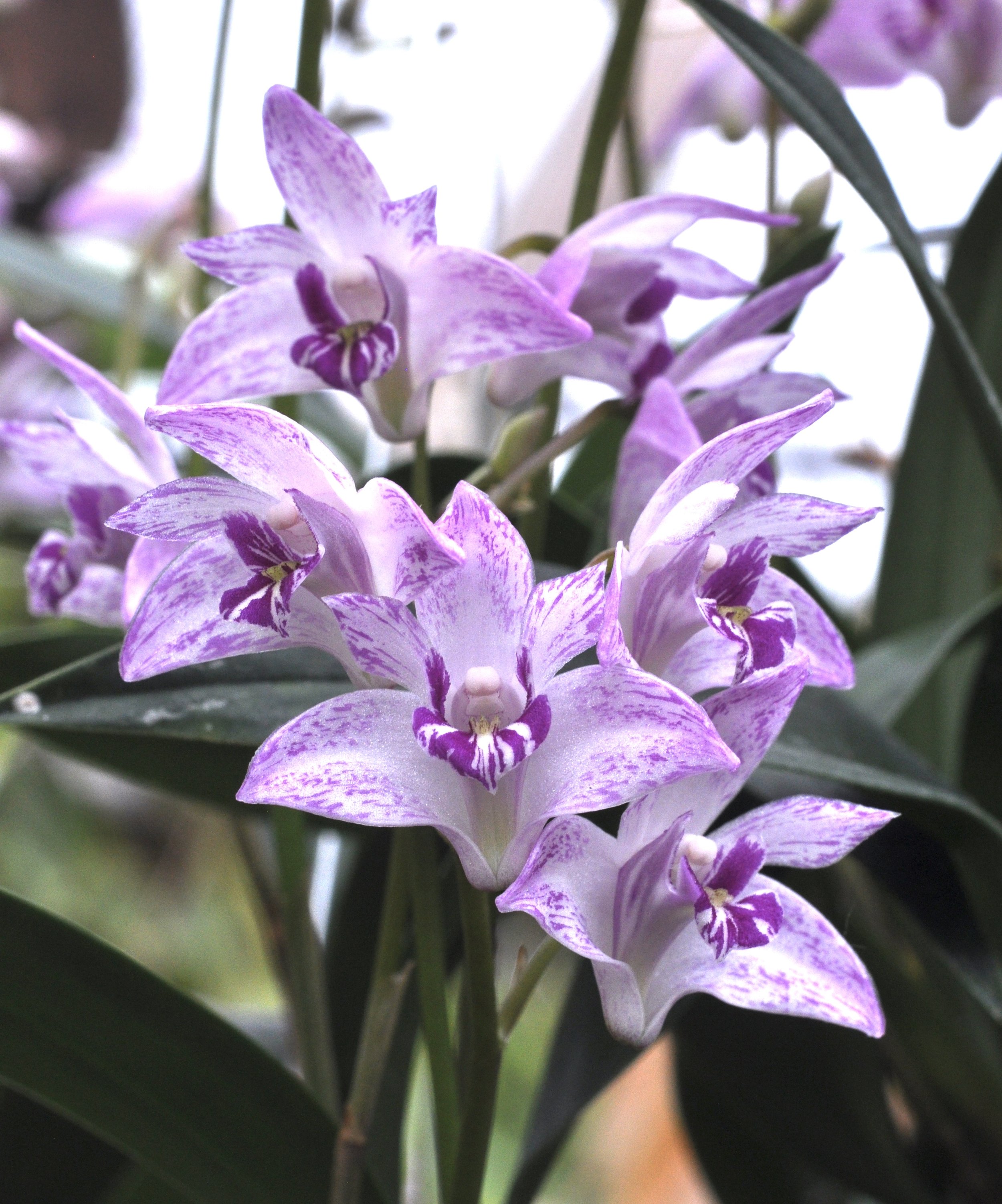 Aussie Dendrobiums and their Cultivation By Fred Clarke - Sunset Valley Orchids
