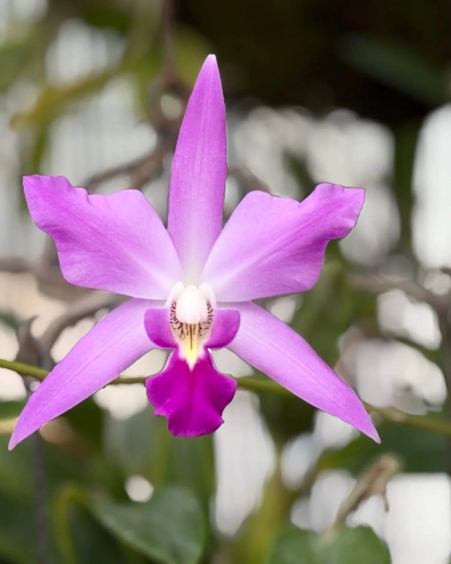 In-person orchid mounting workshop