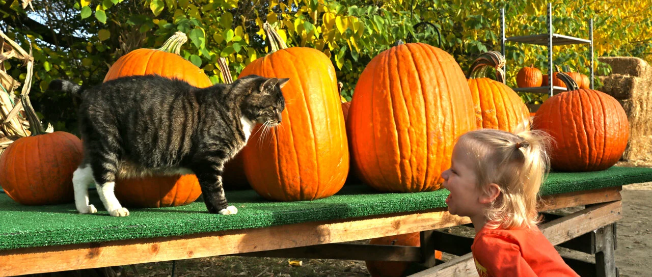 3_Cat_pumpkin.jpeg