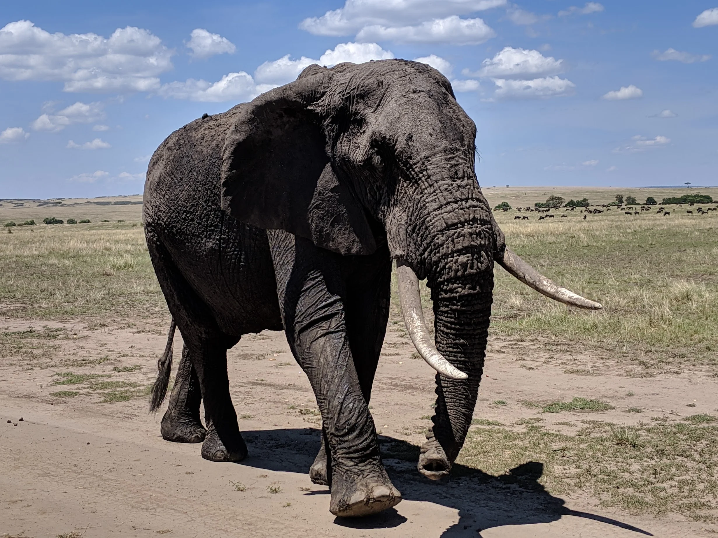 theory of leisure elephant.jpg