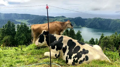 azores cows.jpg