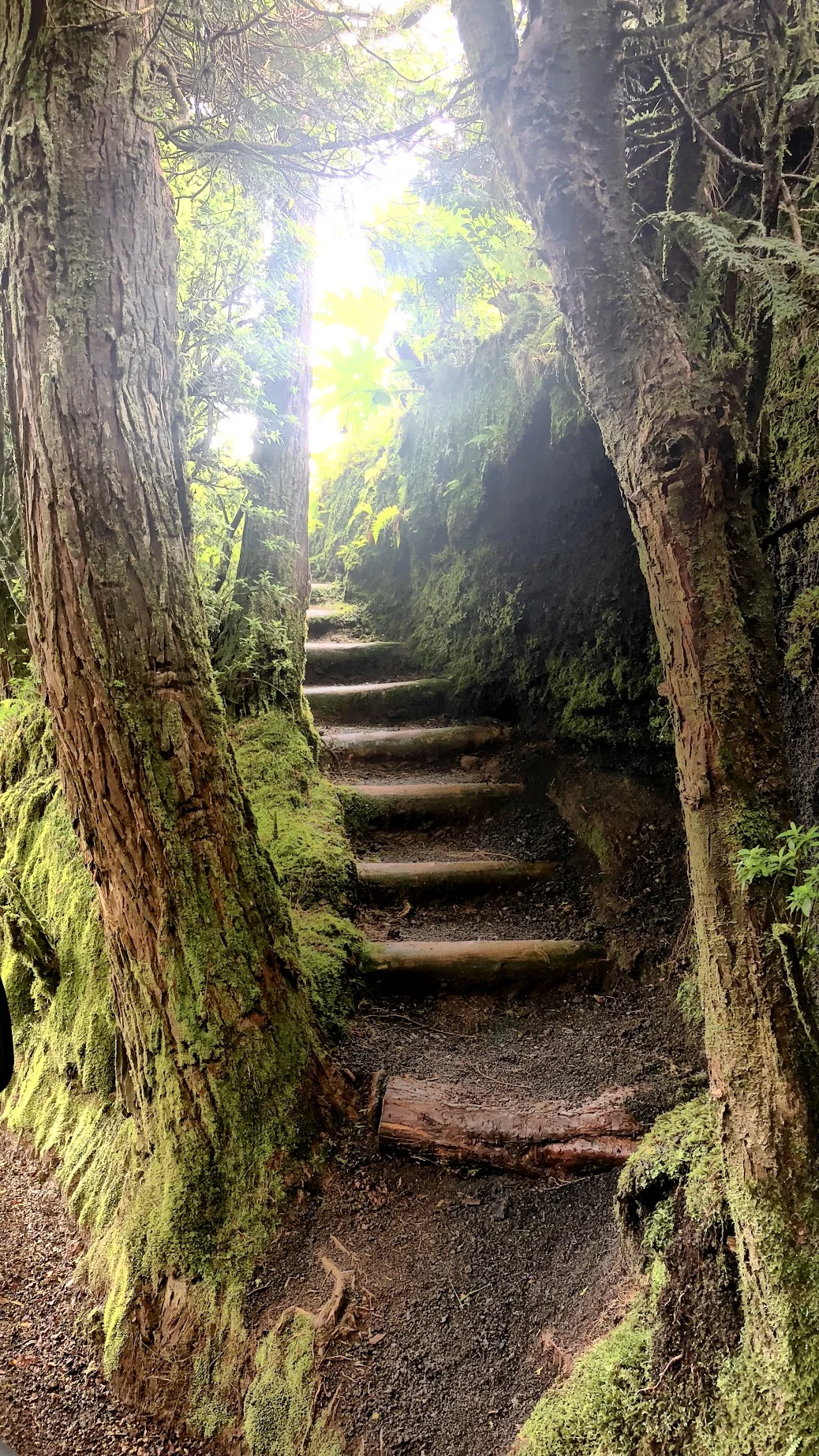 enchanted forest azores .jpg