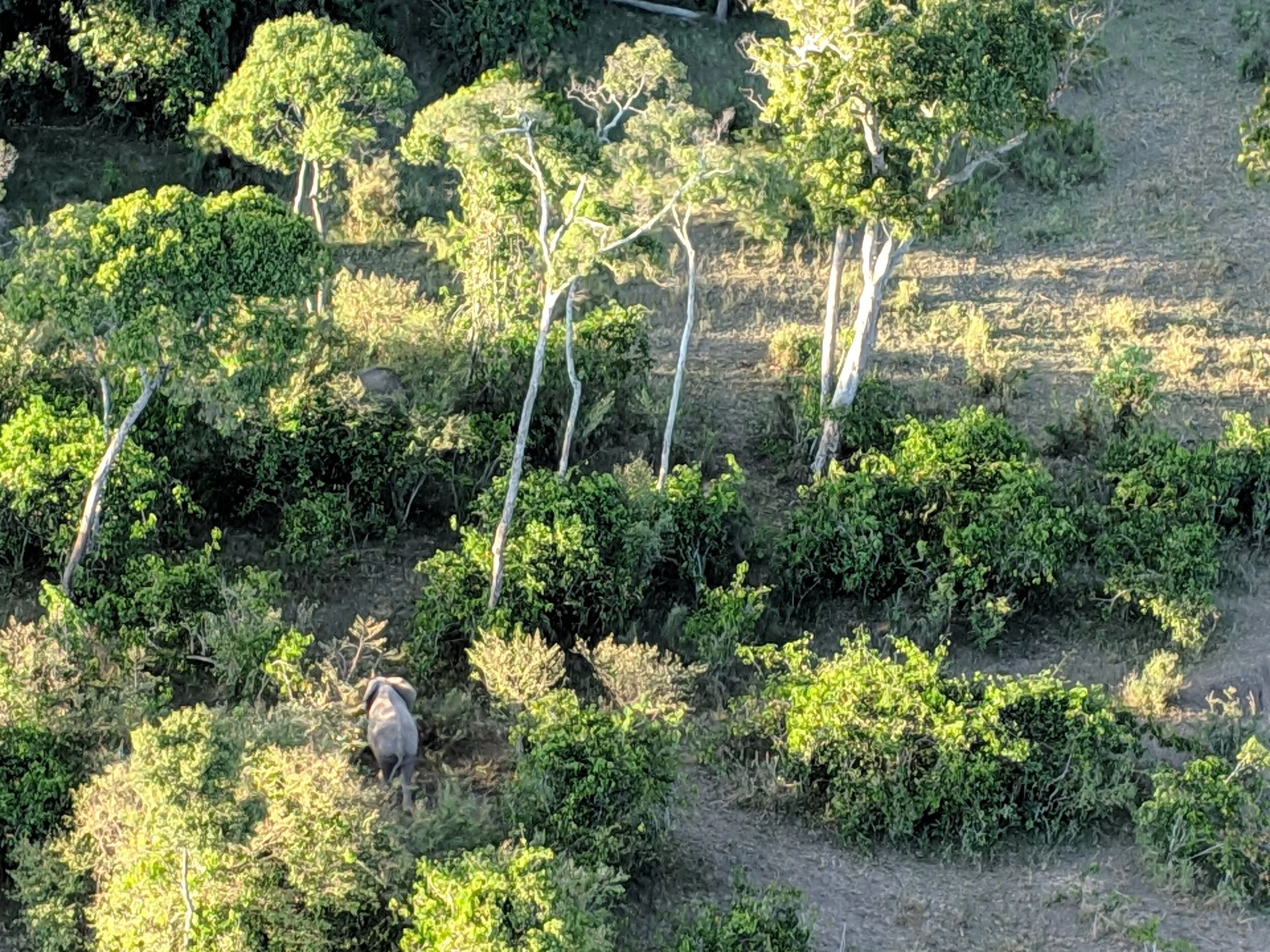 elephant from above.jpg