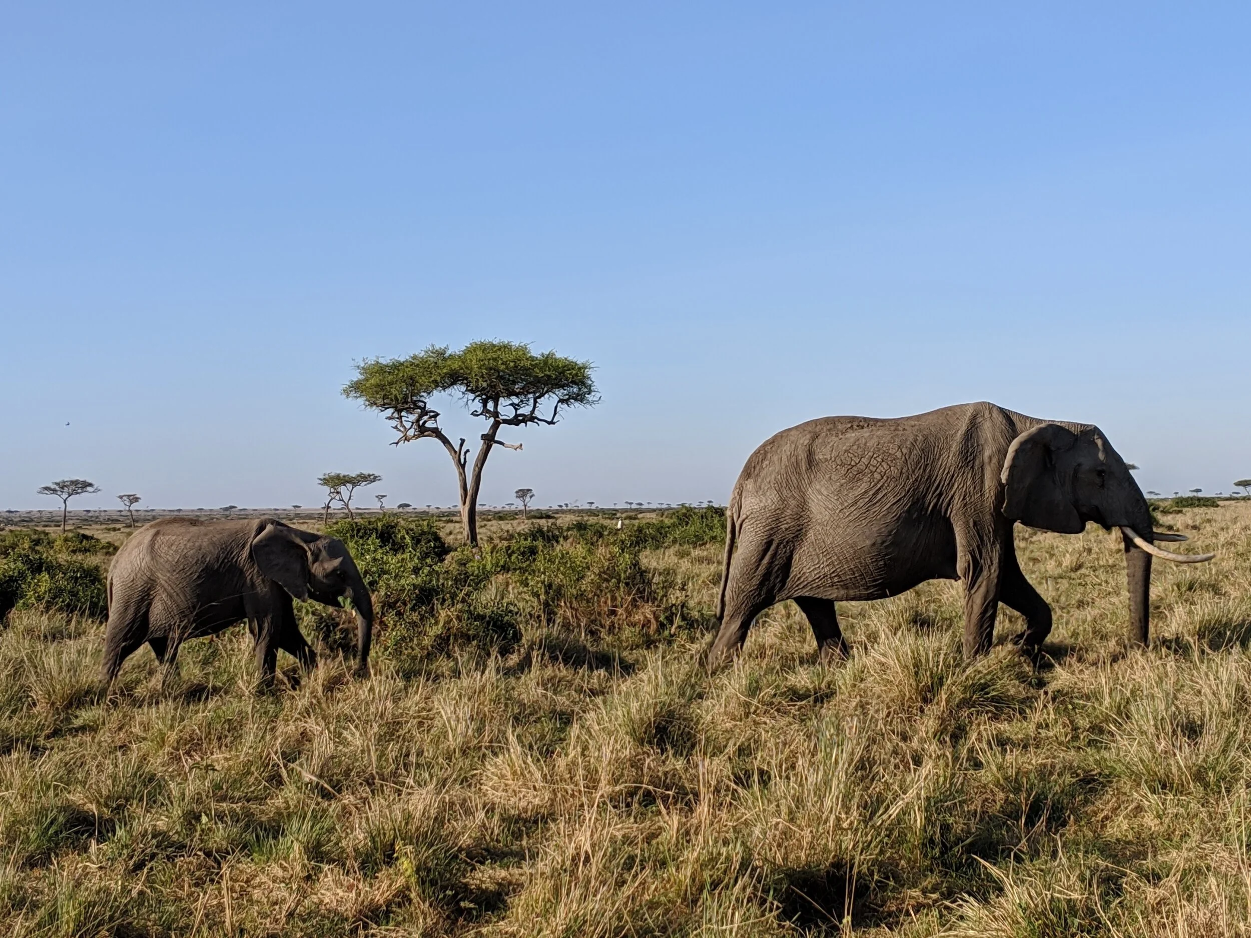 elephants grazing.jpg
