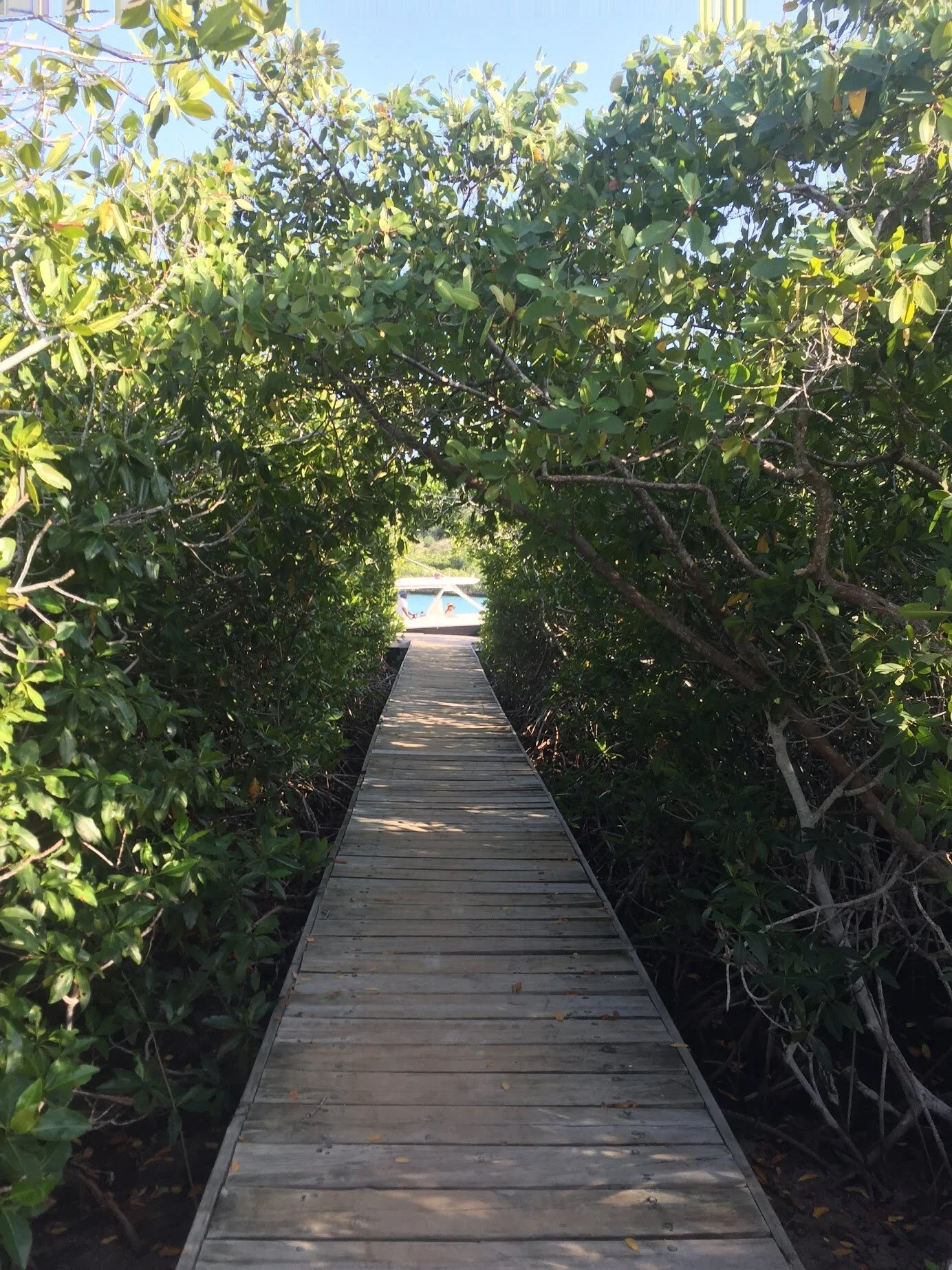 colombia pathway to the beach.jpg