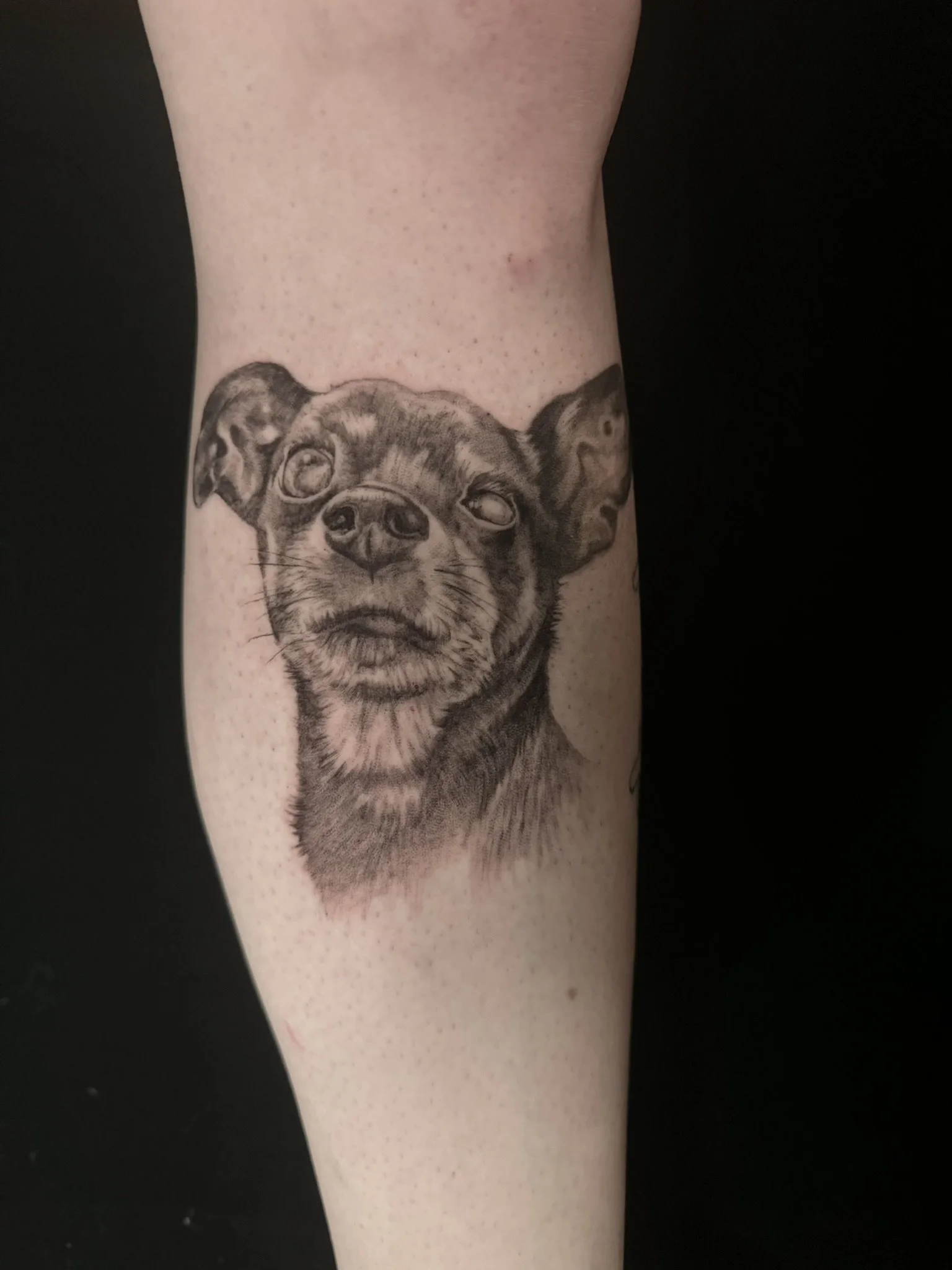 Dog Portrait - Tinkerbell