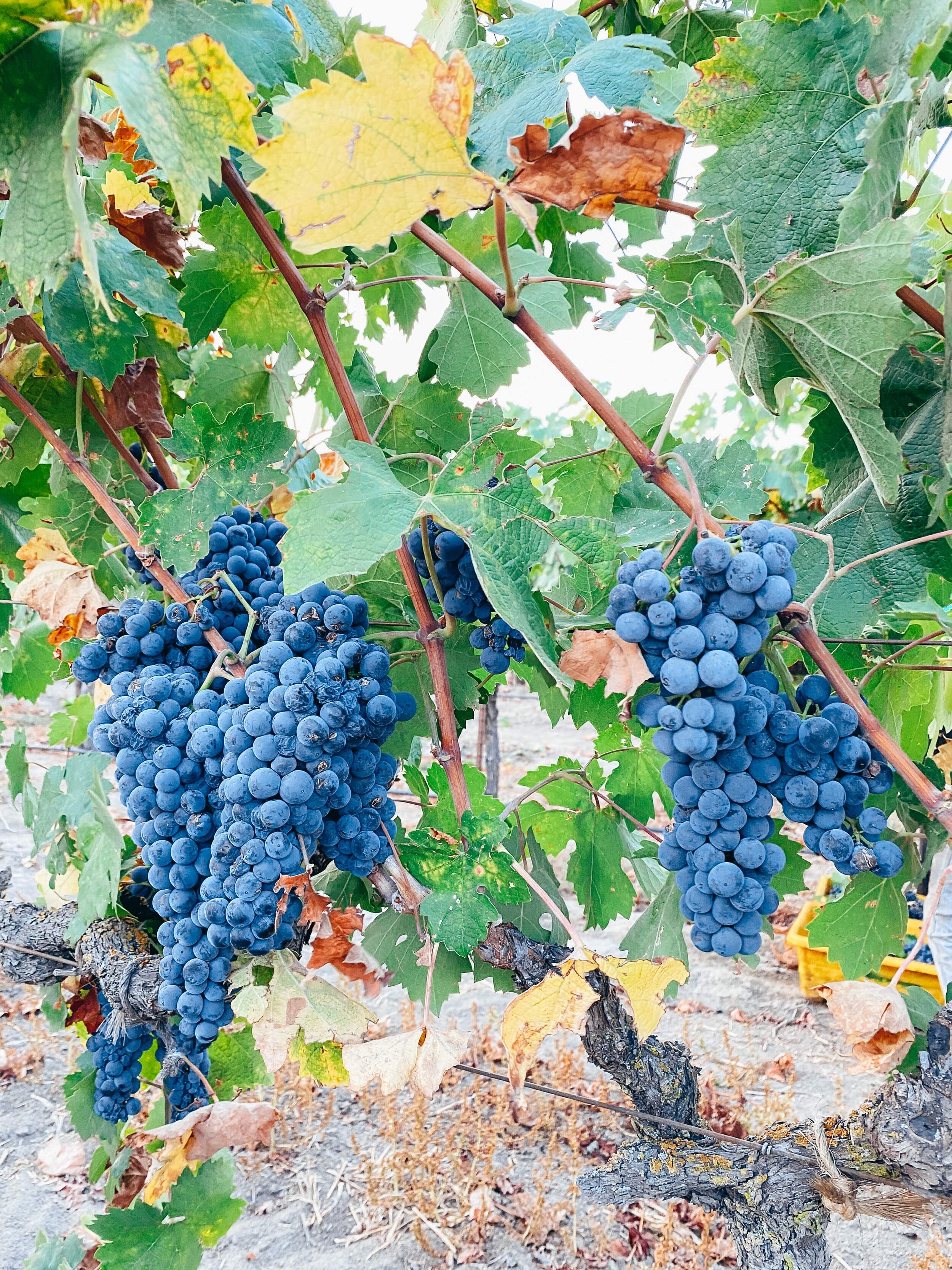 Primitivo grapes in Lodi, California