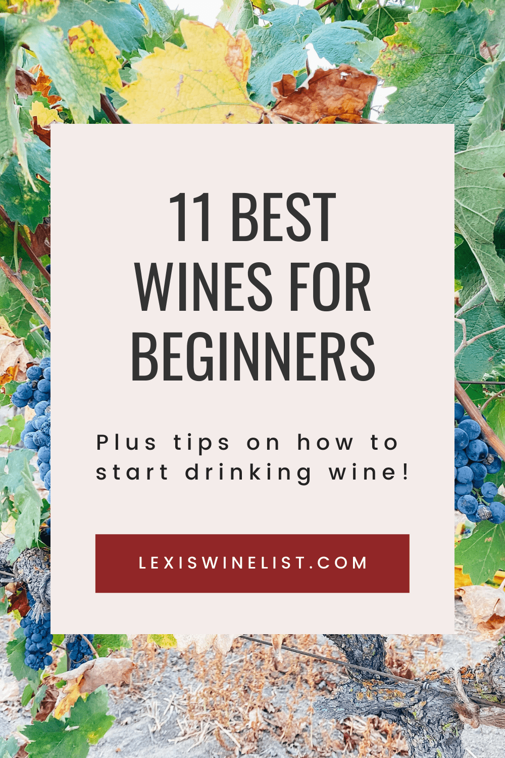 Best Wines for Beginners