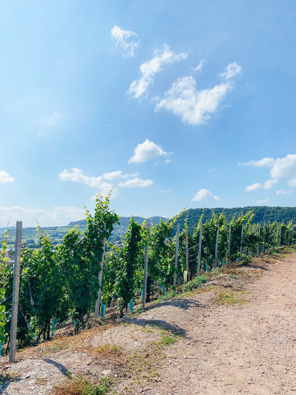 van volxem vineyards in moselle germany.jpg