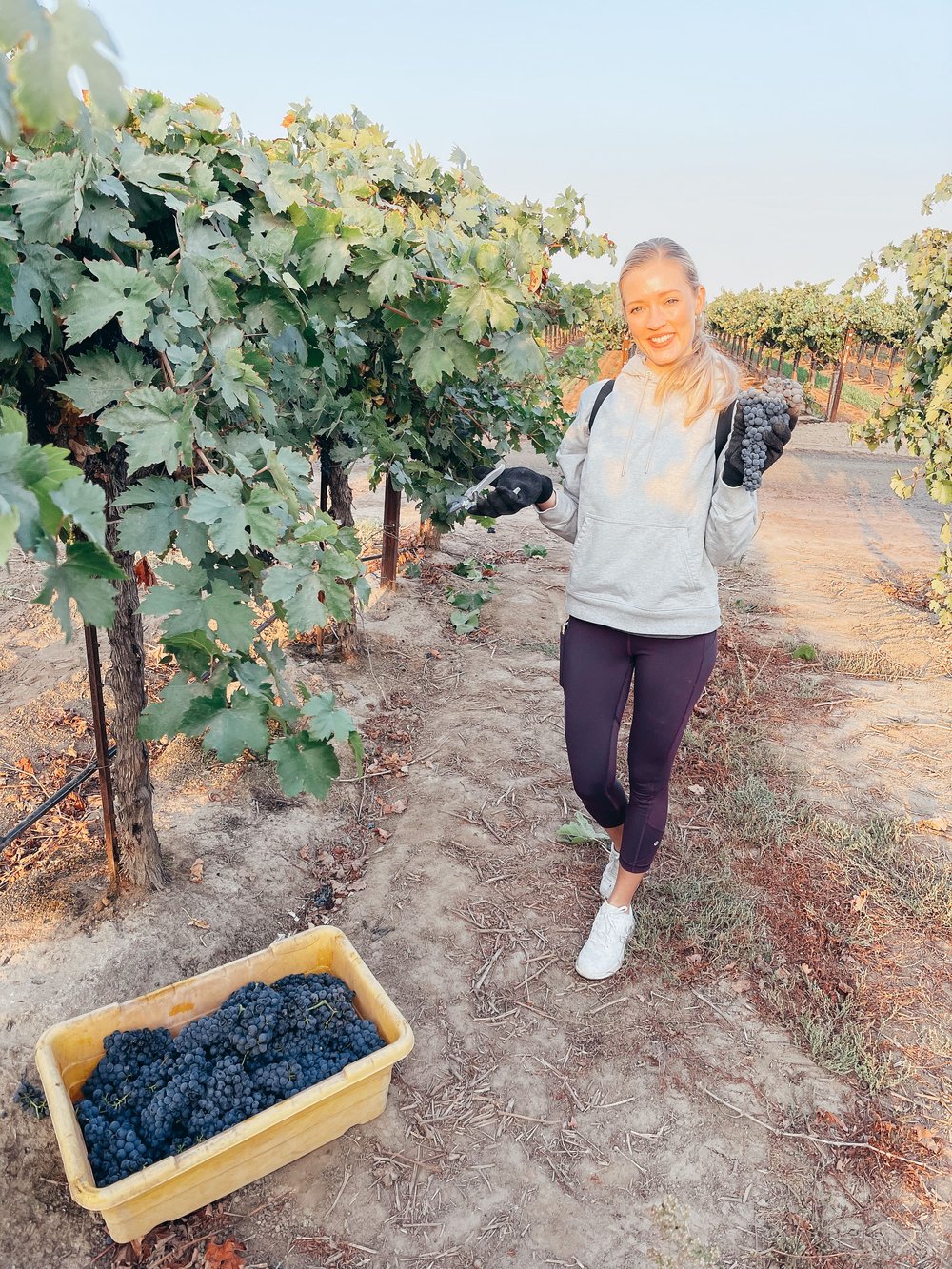 winery harvest in lodi ca.jpg