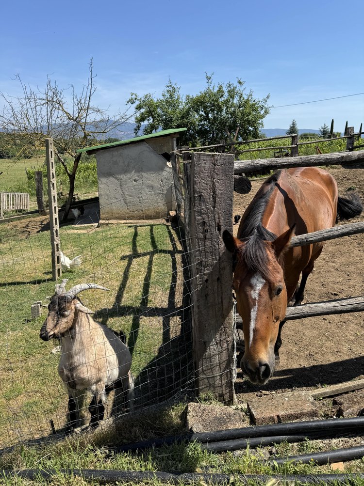 Truffle hunting and cooking