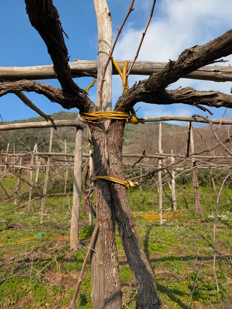 Ravello and Wineries