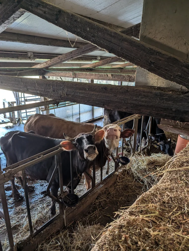 Lemon Groves and Positano