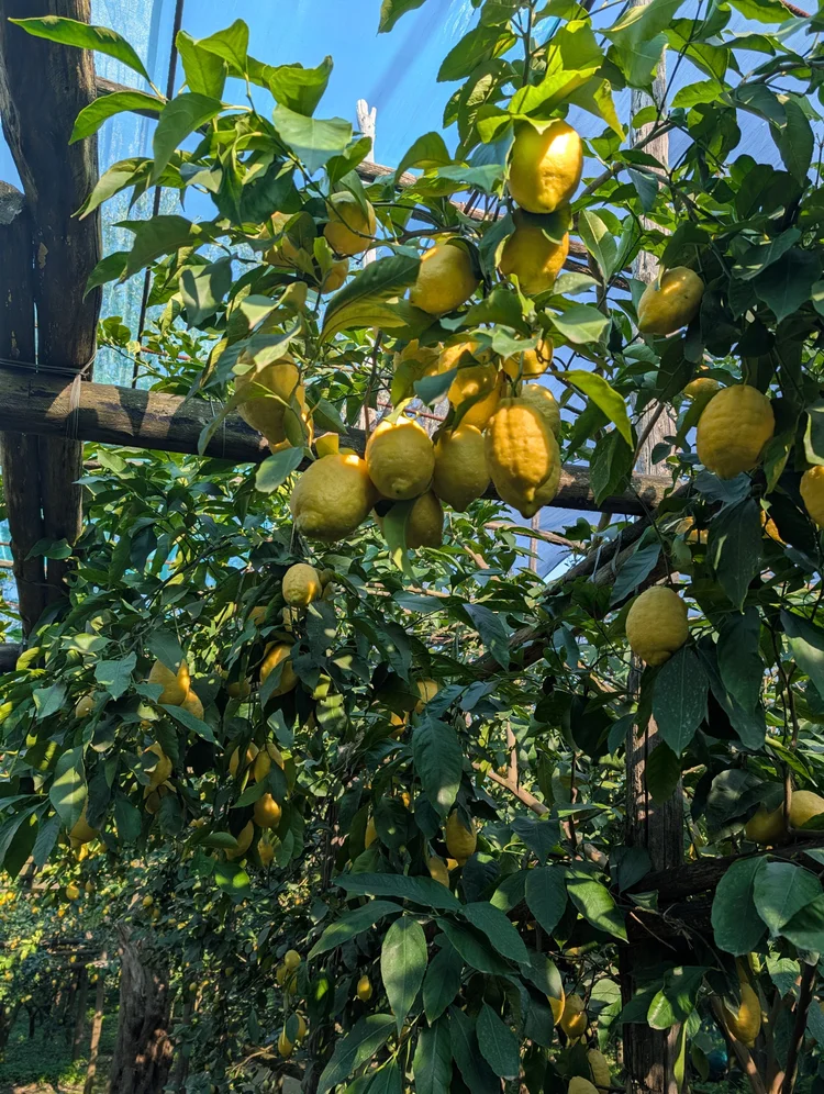 Lemon Groves and Positano